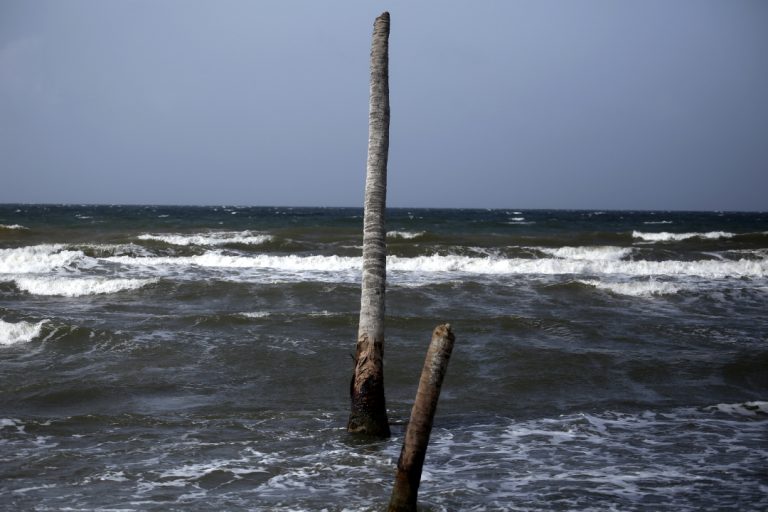 Palmeras de coco hundidas en el mar, barra del MotaguaPalmeras de coco hundidas en el mar, barra del Motagua