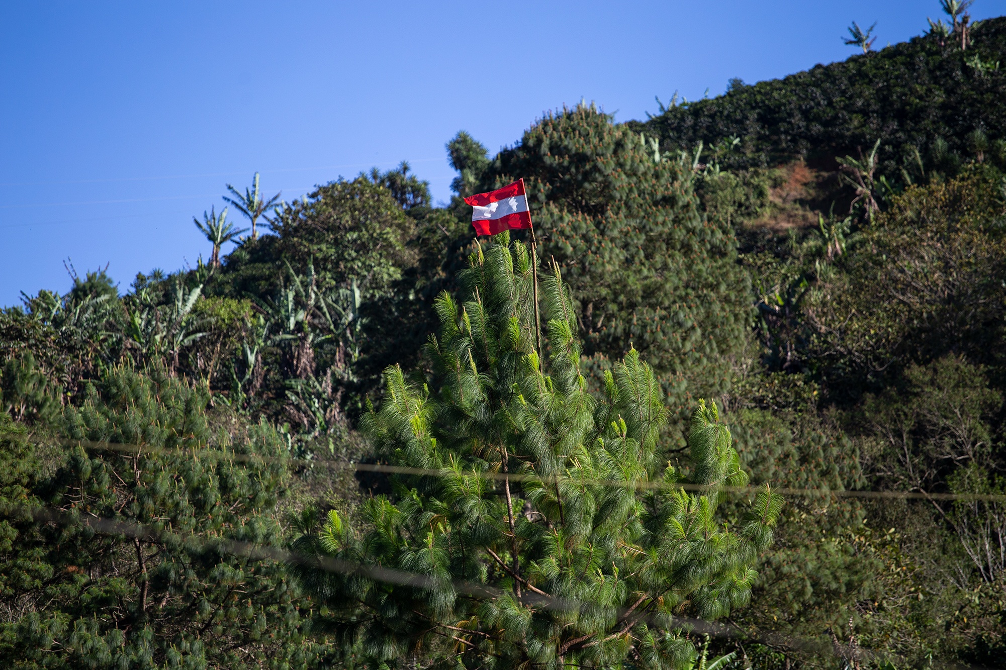 Una bandera del Partido Liberal de Honduras, ondea en lo alto de un árbol de pino en las montañas de Corquín, uno de los principales municipios cafetaleros del país. Corquín, Copán, 27 de febrero de 2021. Foto: Martín Cálix.