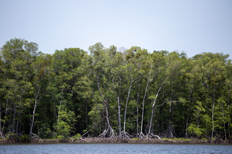 La Bahía de Chismuyo posee un total de 31, 600 hectáreas de bosque de mangle, humedales y esteros, que integran el corazón de la biodiversidad en el Golfo de Fonseca hondureño. Nacaome, Valle, 22 de julio de 2021. Foto: Martín Cálix.