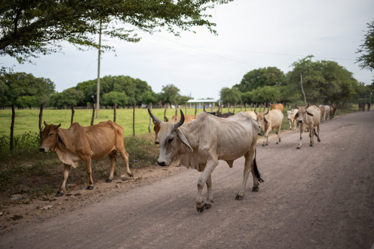 Livestock is one of the mainstays of the economy in southern Honduras. Alianza, July 24, 2021. Photo by Martin Calix.