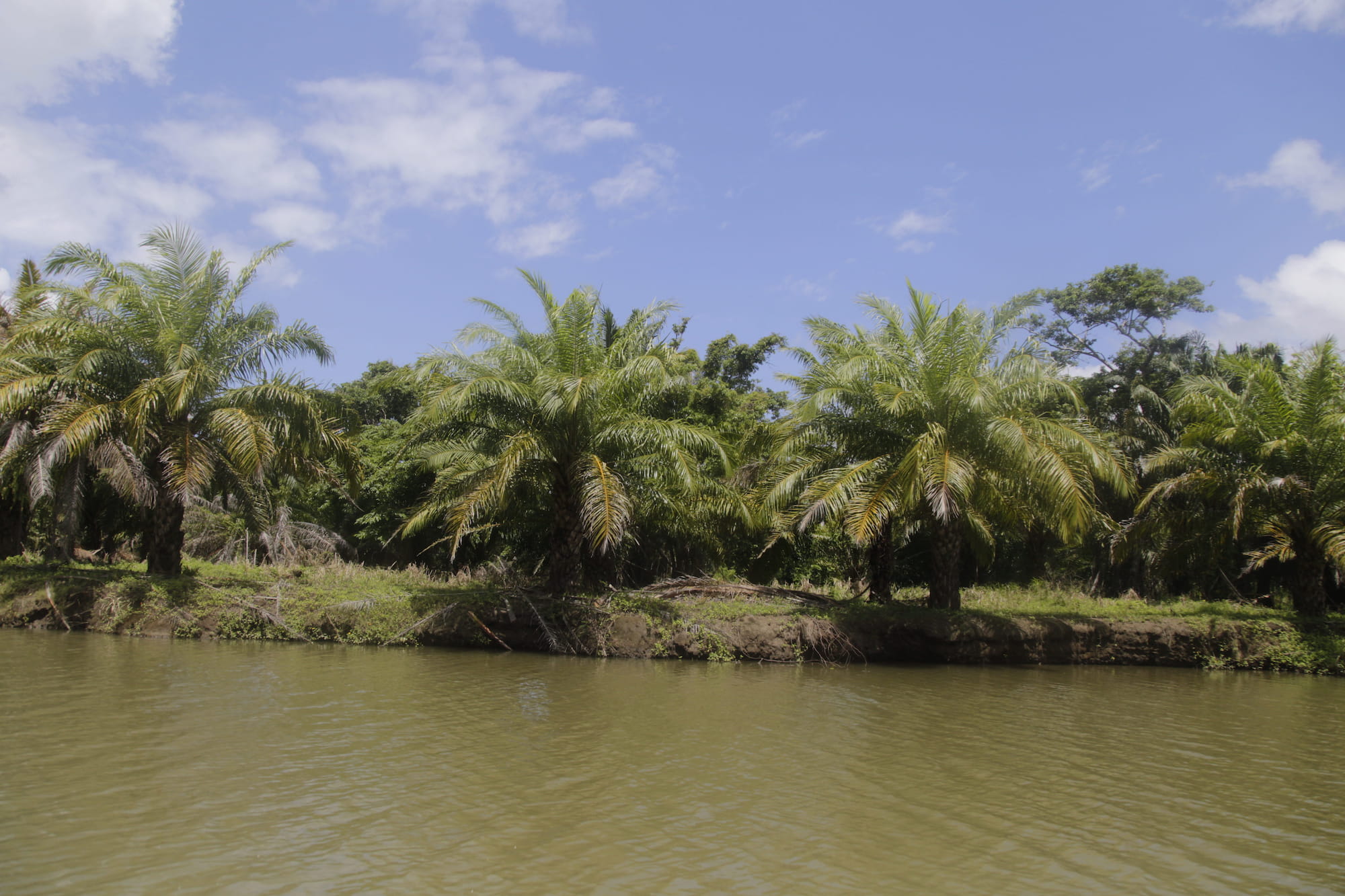 Plantación de palma africana dentro del parque nacional Jeannette Kawas. Tela, Atlántida 2022