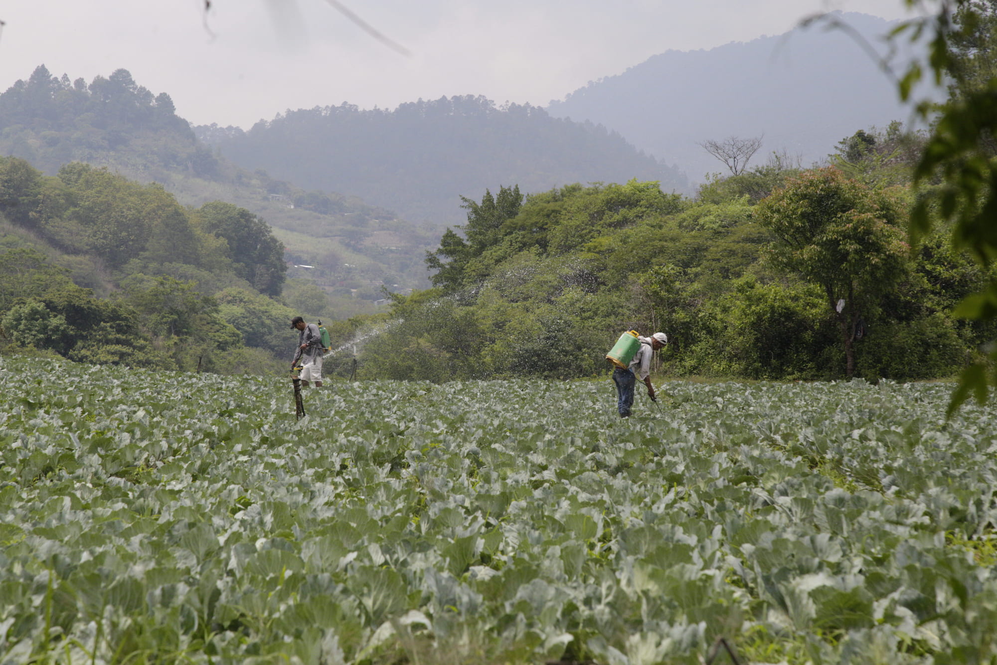 crisis alimentaria en honduras 2022 plantación de repollo en Honduras San Juan del Rancho Olancho
