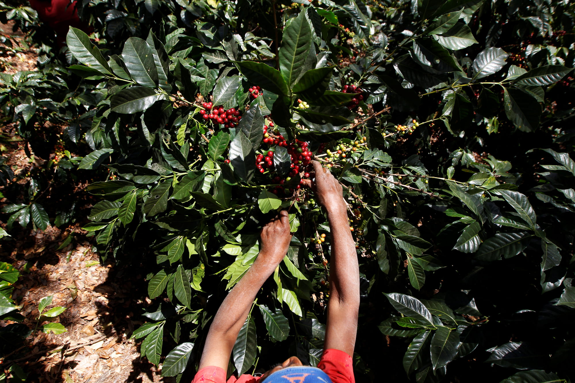 siembra de café en honduras agricultor 2022