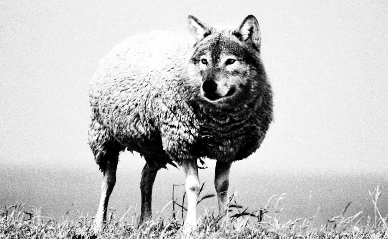 El lobo pastor de ovejas