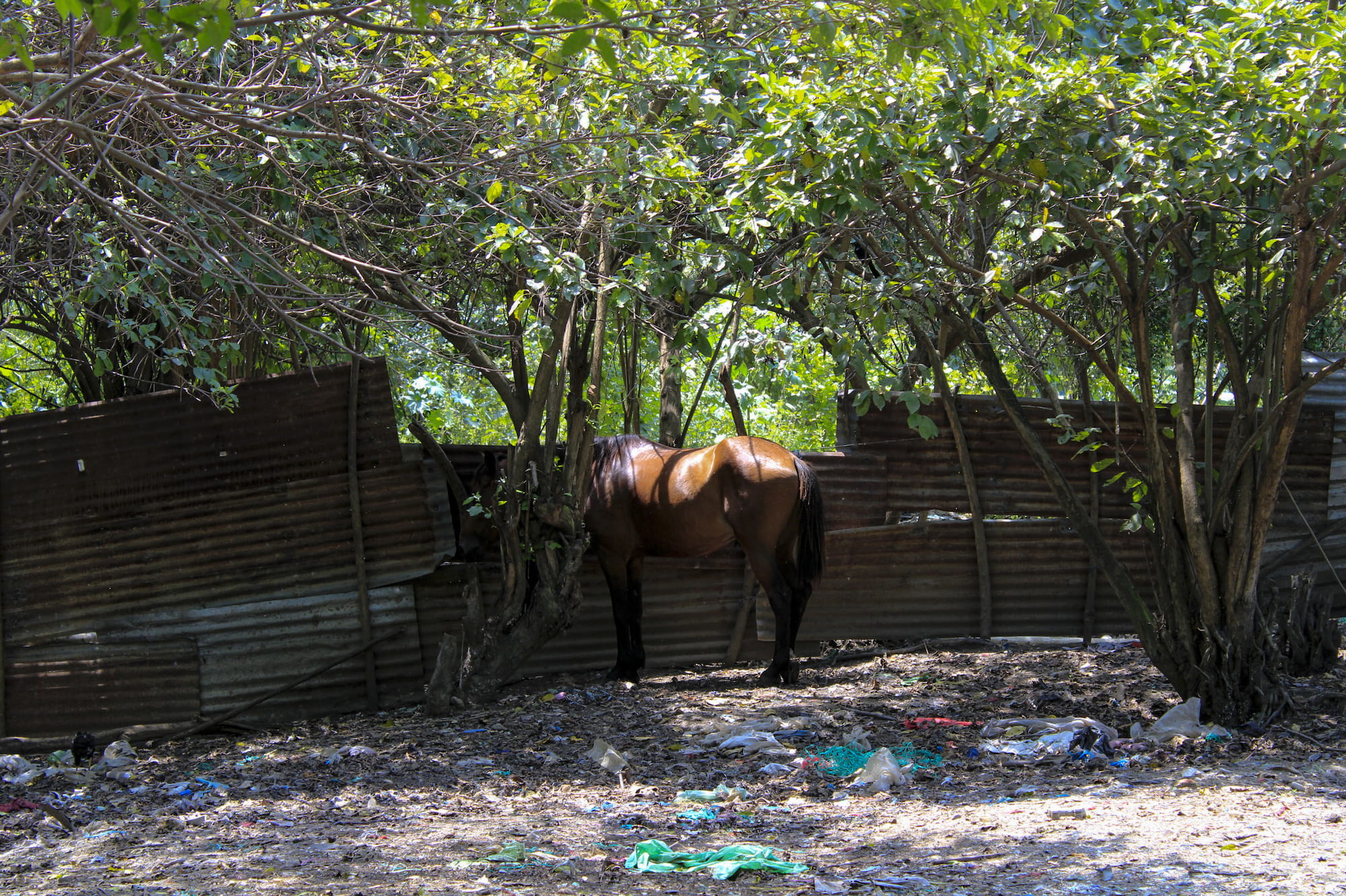 Lejos de mi carreta de caballo bodas masivas en SPS San Pedro Sula municipalidad
