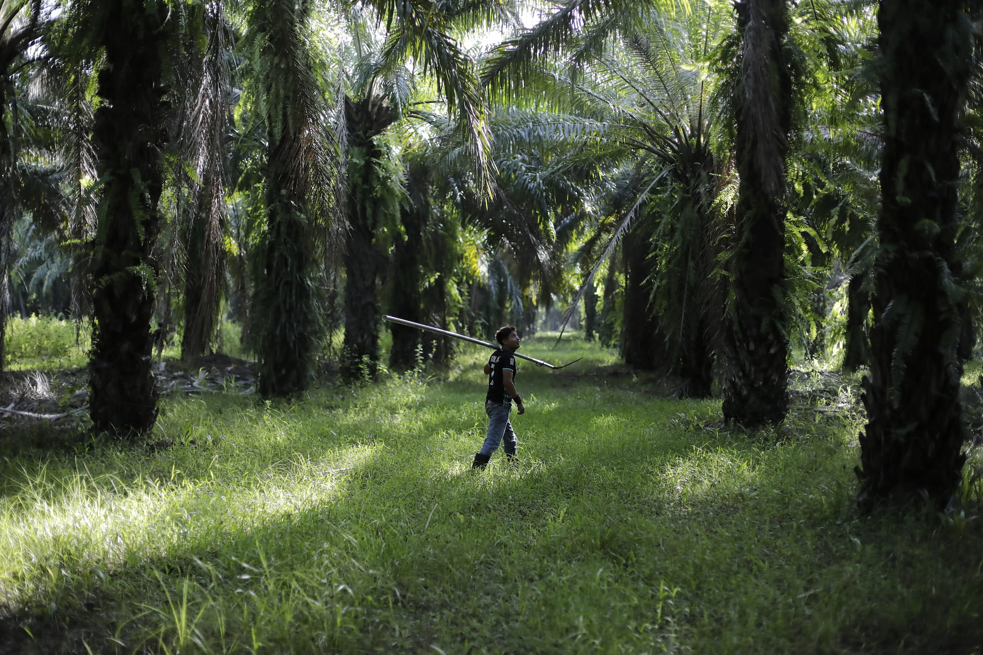 Campesinos de 14 cooperativas del Valle del Aguán Honduras 2023 palma africana