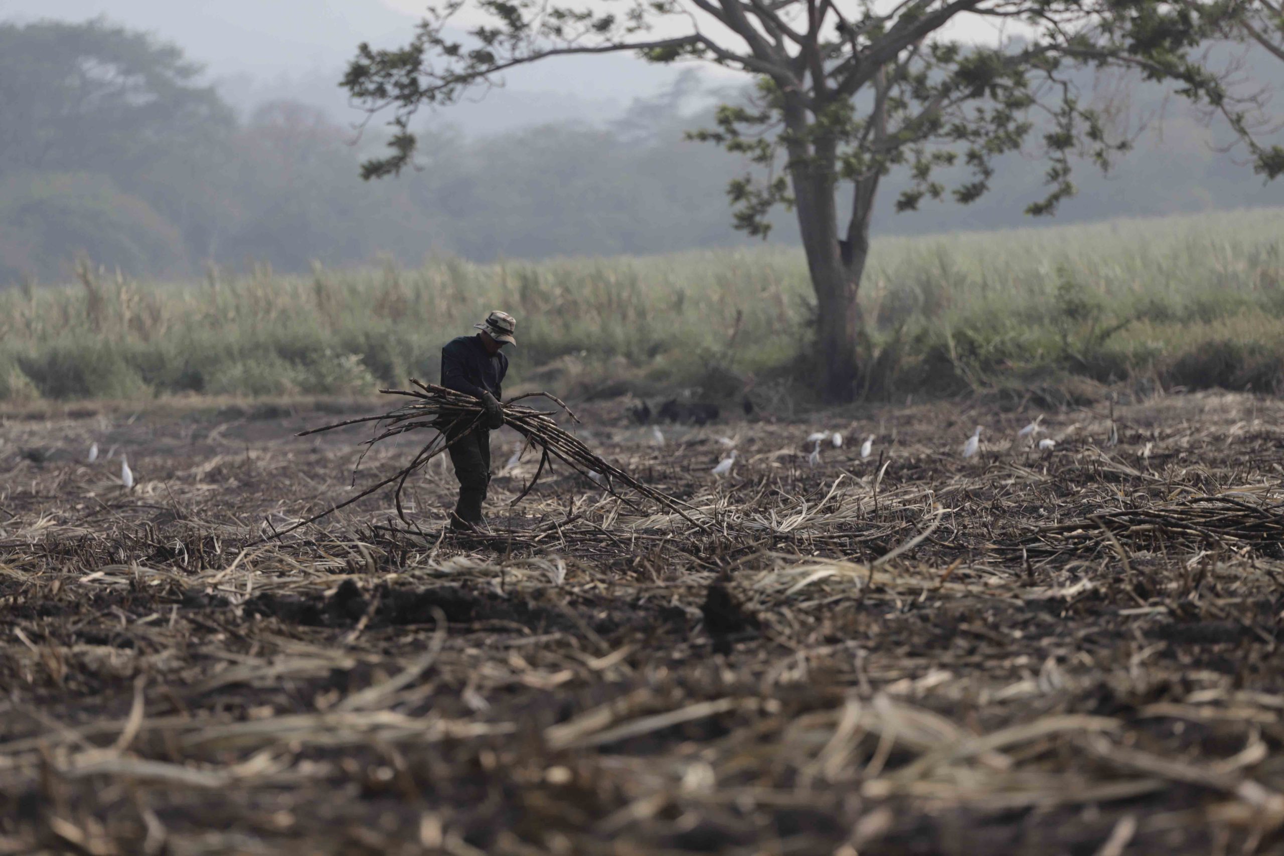 Los residuos de caña que no puede recolectar la cargadora son recogidos por obreros que van atrás de la maquinaria, a estos les llaman «pochoteros» y evita el desperdicio. Foto CC/Amilcar Izaguirre