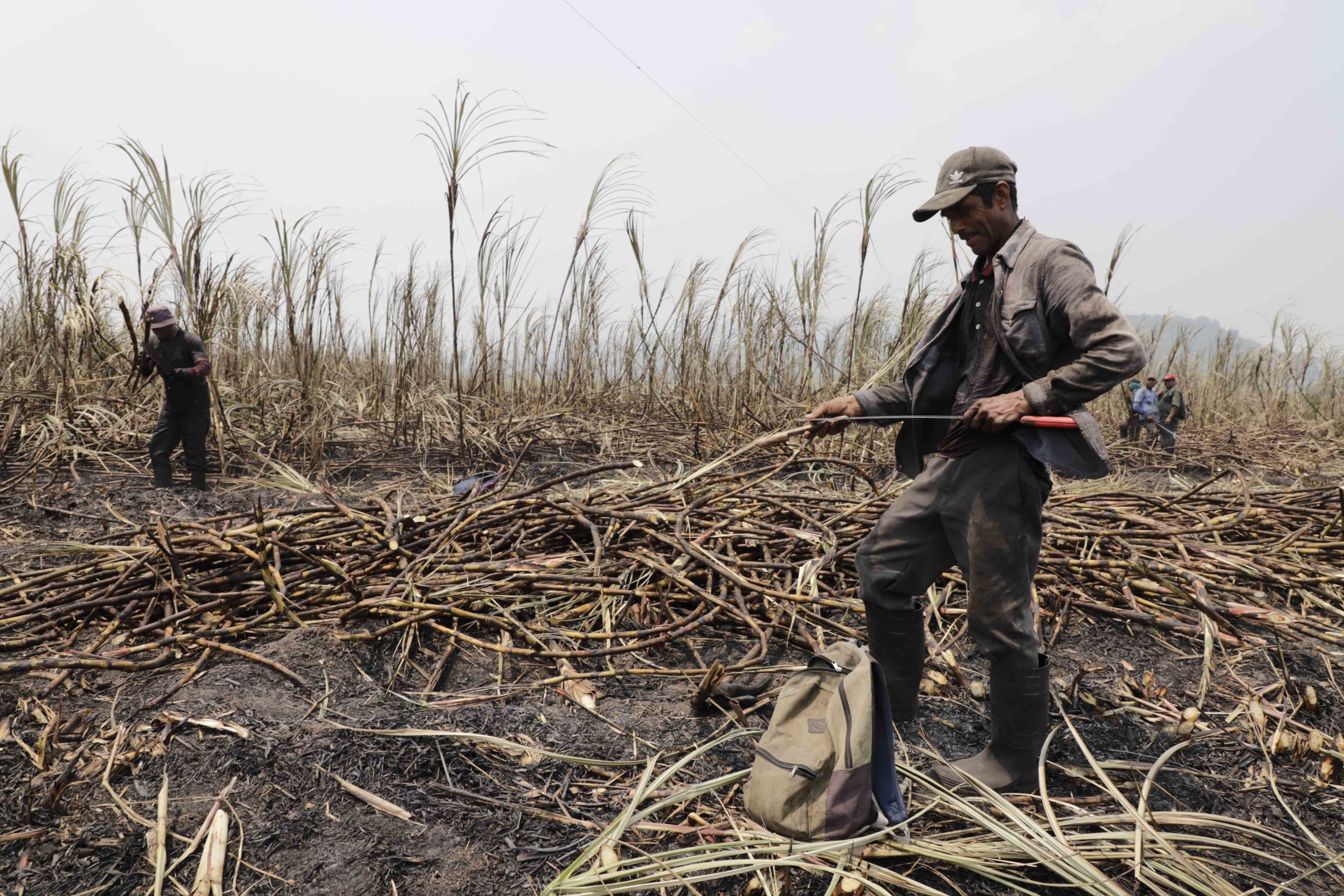 Juan Flores afila su machete con una lima plana, lleva catorce años trabajando durante la zafra en San Manuel, Cortés. Foto CC/Amilcar Izaguirre