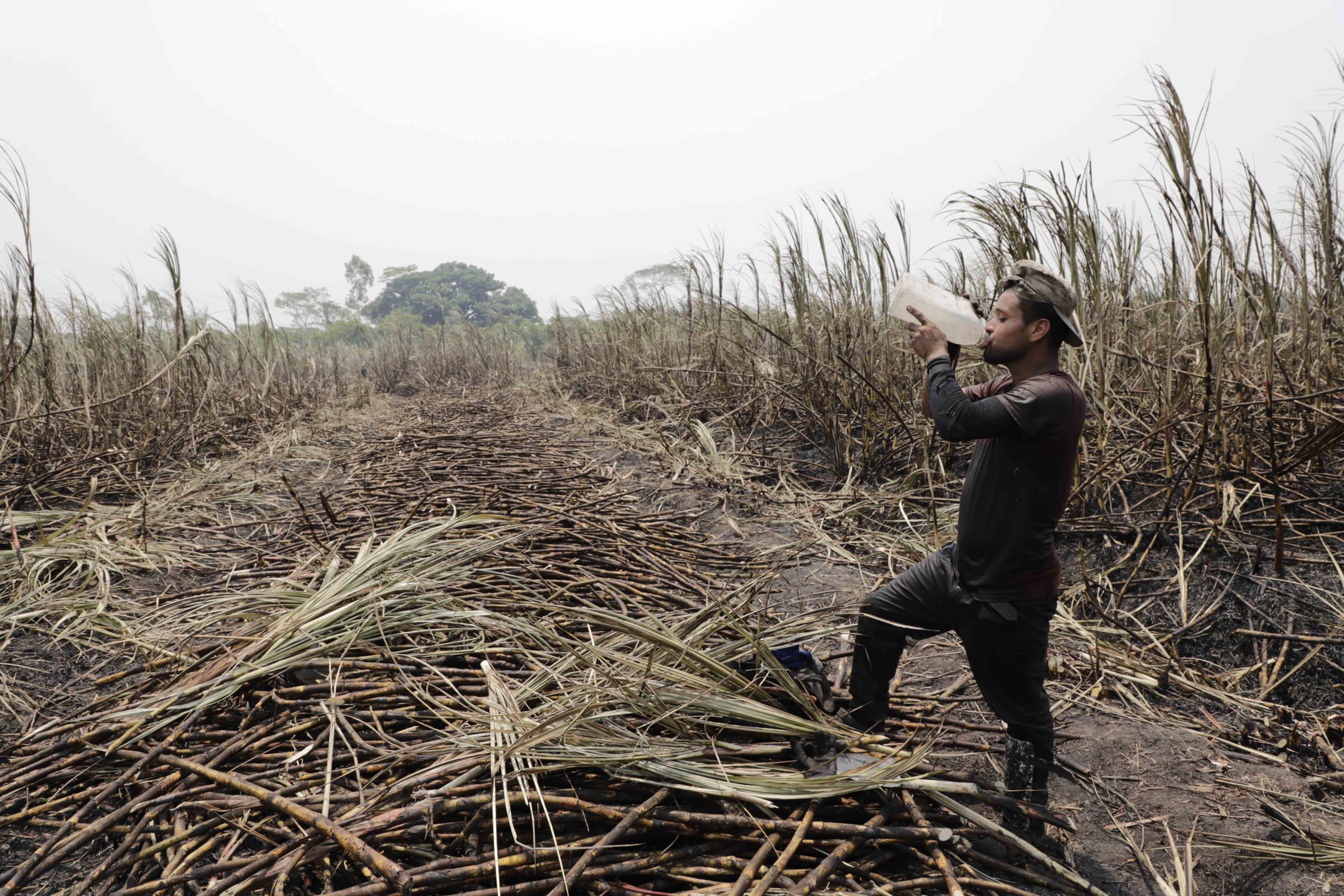 No hay manera de esconderse del sol en medio de los lotes de caña, el recipiente con agua se calienta en pocos minutos, un obrero aprovecha a tomar cuando aún el agua se encuentra fresca. Foto CC/Amilcar Izaguirre