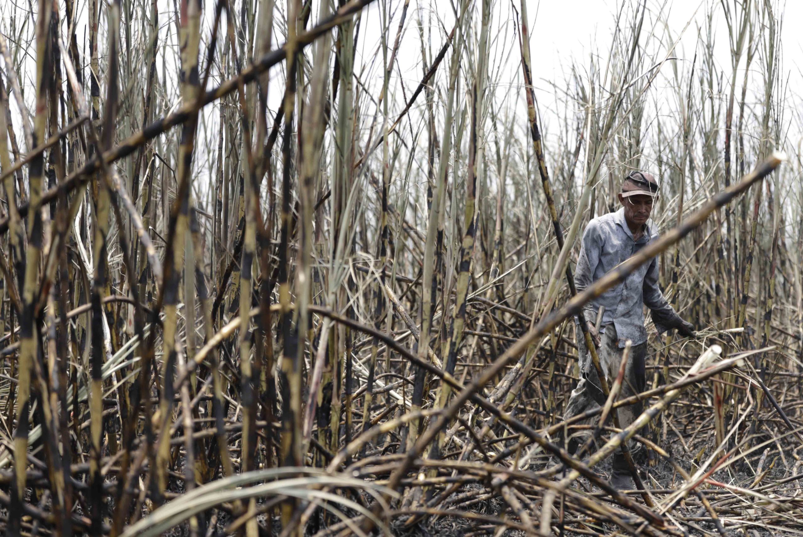 De Nicaragua llegan muchos obreros a buscar trabajo cortando caña. Los contratistas los van a traer hasta la frontera de la zona sur. Foto CC/Amilcar Izaguirre