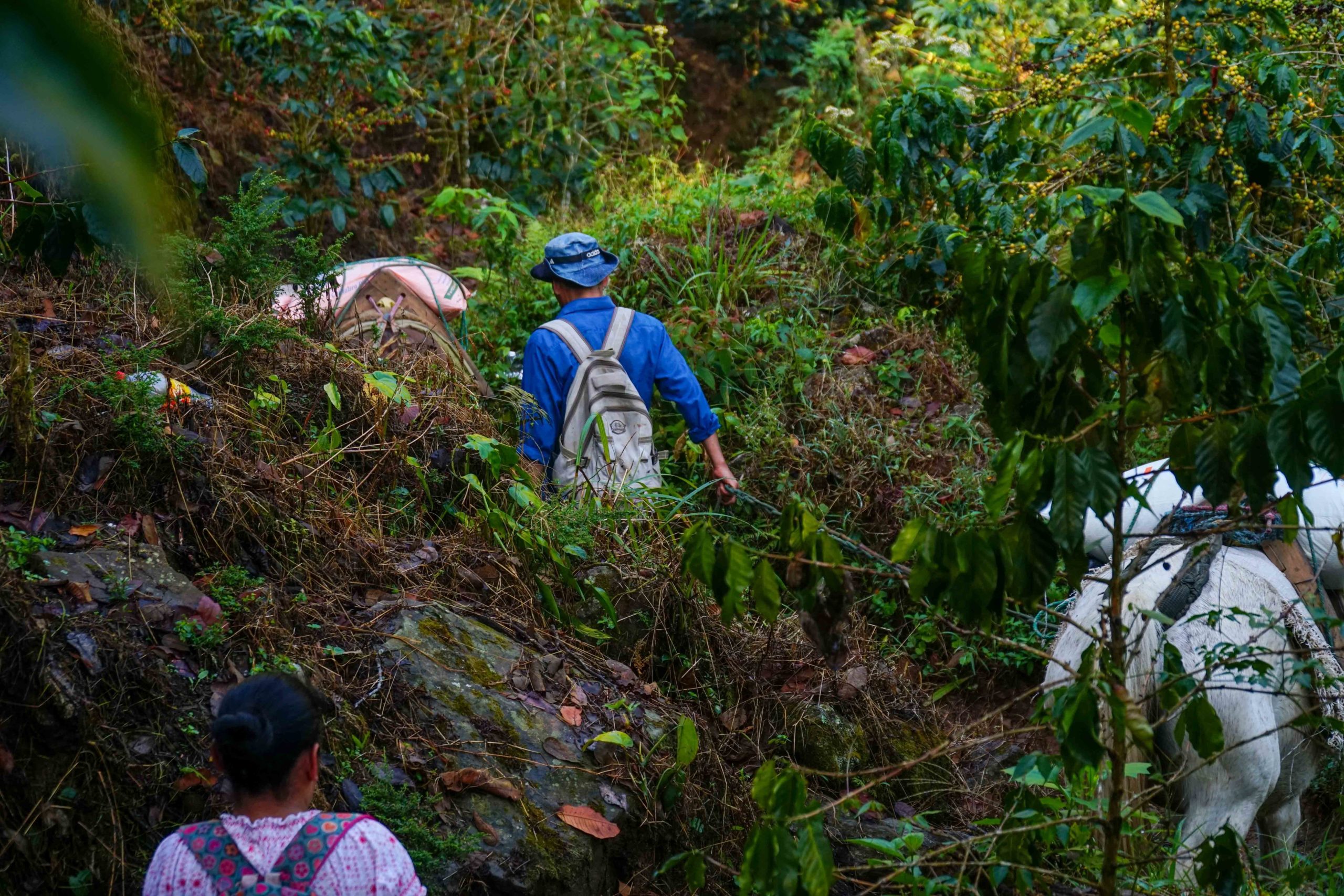 En la faldas de El Merendón los productores siembran sus fincas sobre terrenos de difícil acceso, para sacar la cosechas algunos productores utilizan mulas de carga. Foto CC/Amílcar Izaguirre