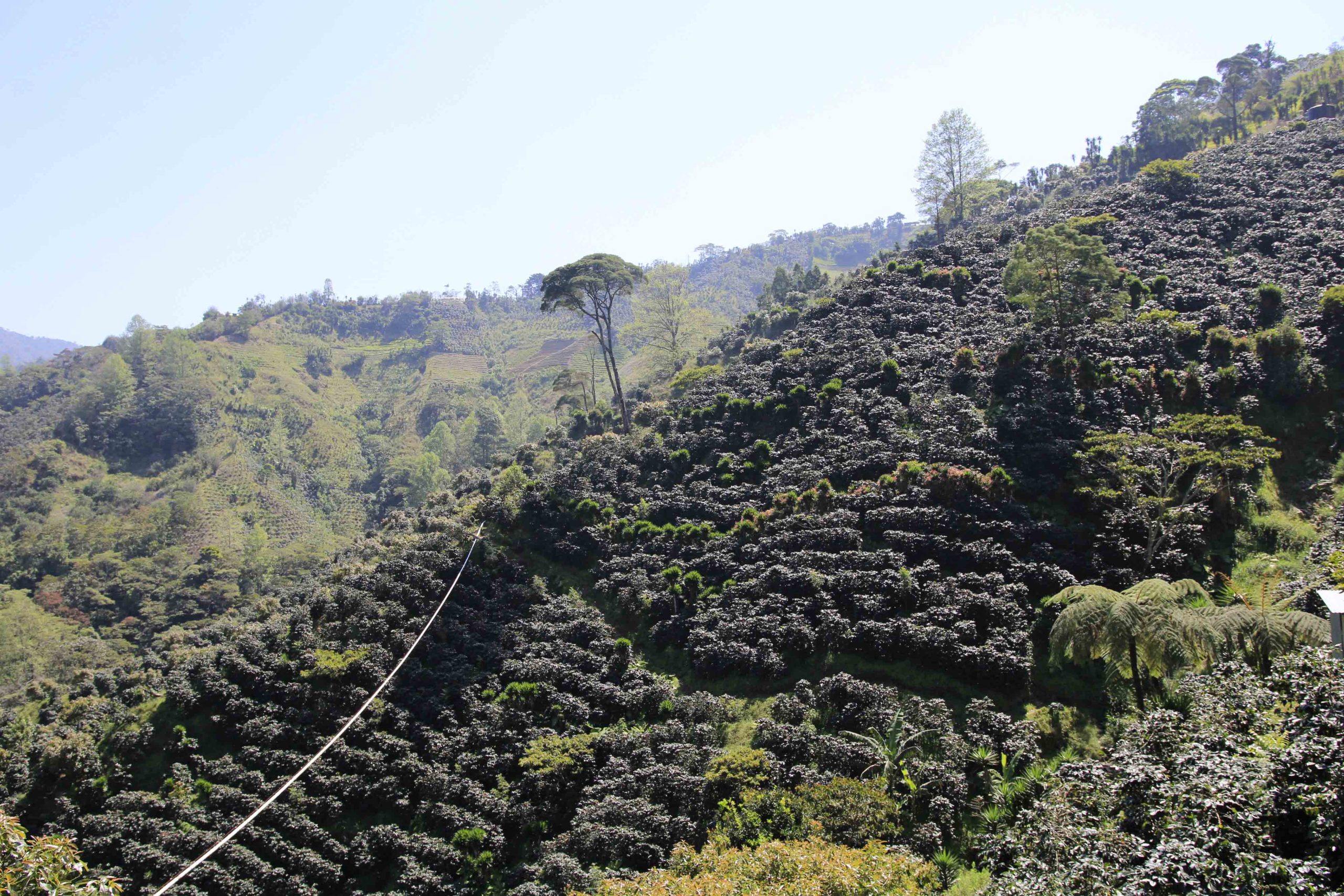 Miramar es una finca modelo de la zona donde su propietario David Hernández trabaja para mejorar su producción y darle valor agregado al café que produce. Foto CC/Amílcar Izaguirre