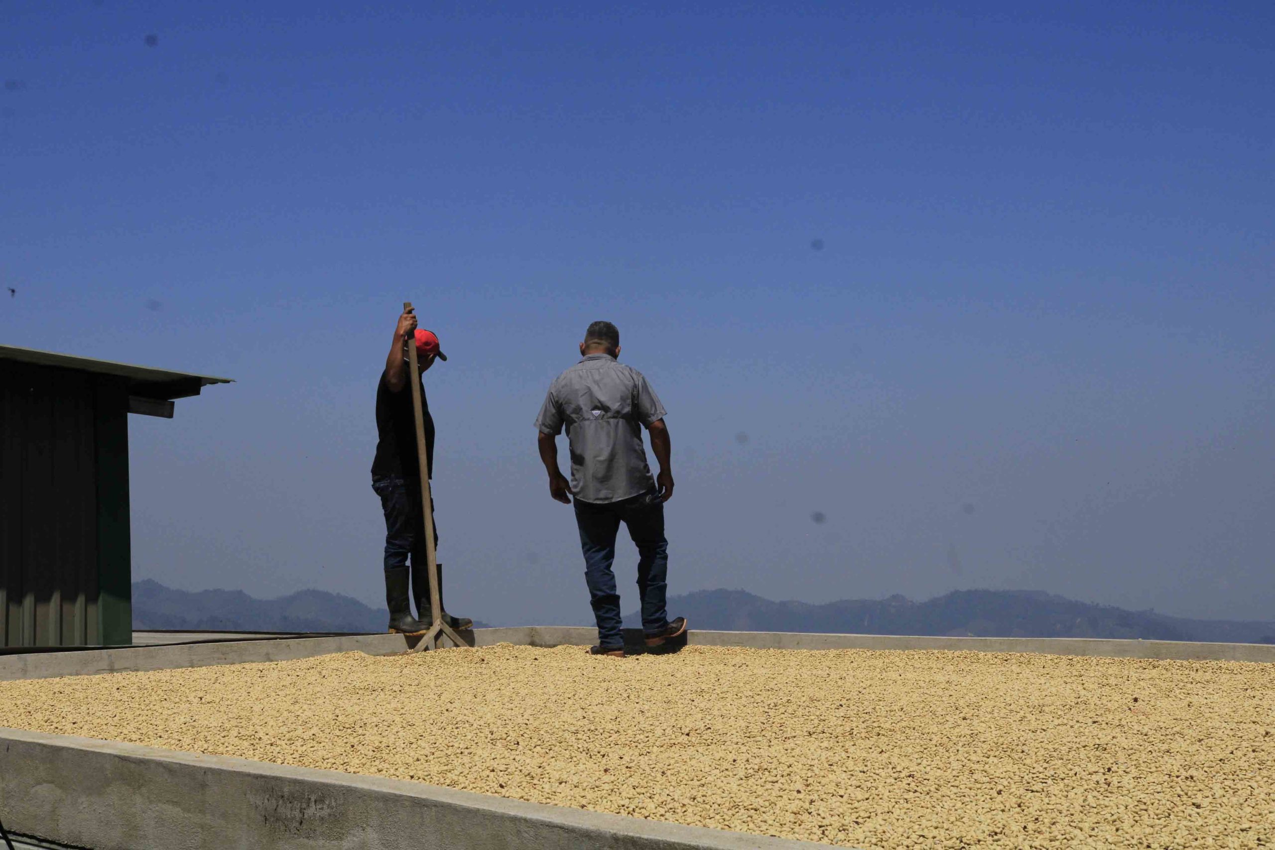 Después de ser despulpado y lavado en pilas de concreto el café pasa a los patios donde se comienza el proceso de secado. Foto CC/Amílcar Izaguirre