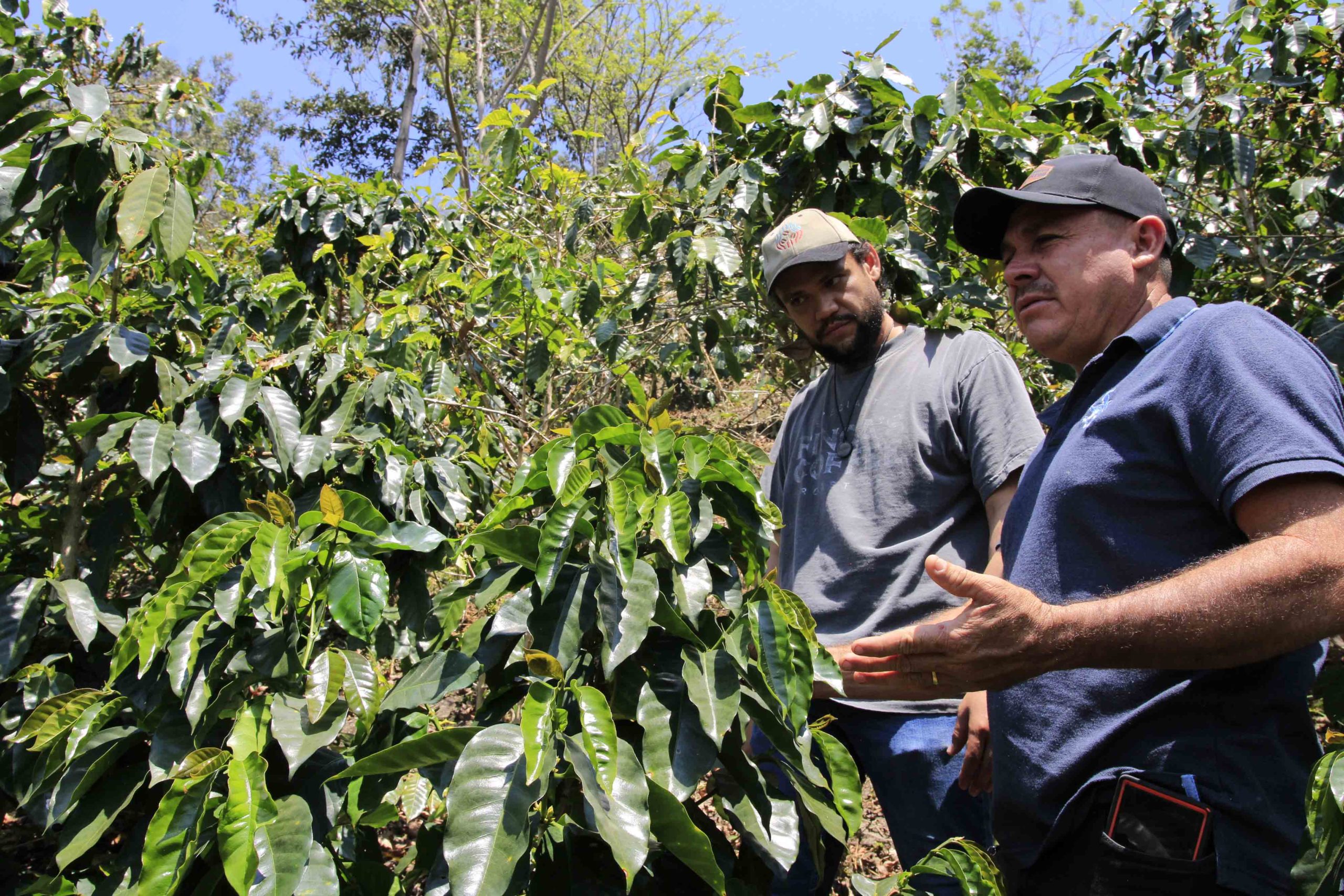 David y Alexis, conversan sobre la temporada de floración del café. En la zona de El Merendón existen diferentes microclimas y esto permite que algunas fincas florezcan primero que otras. Foto CC/Amílcar Izaguirre
