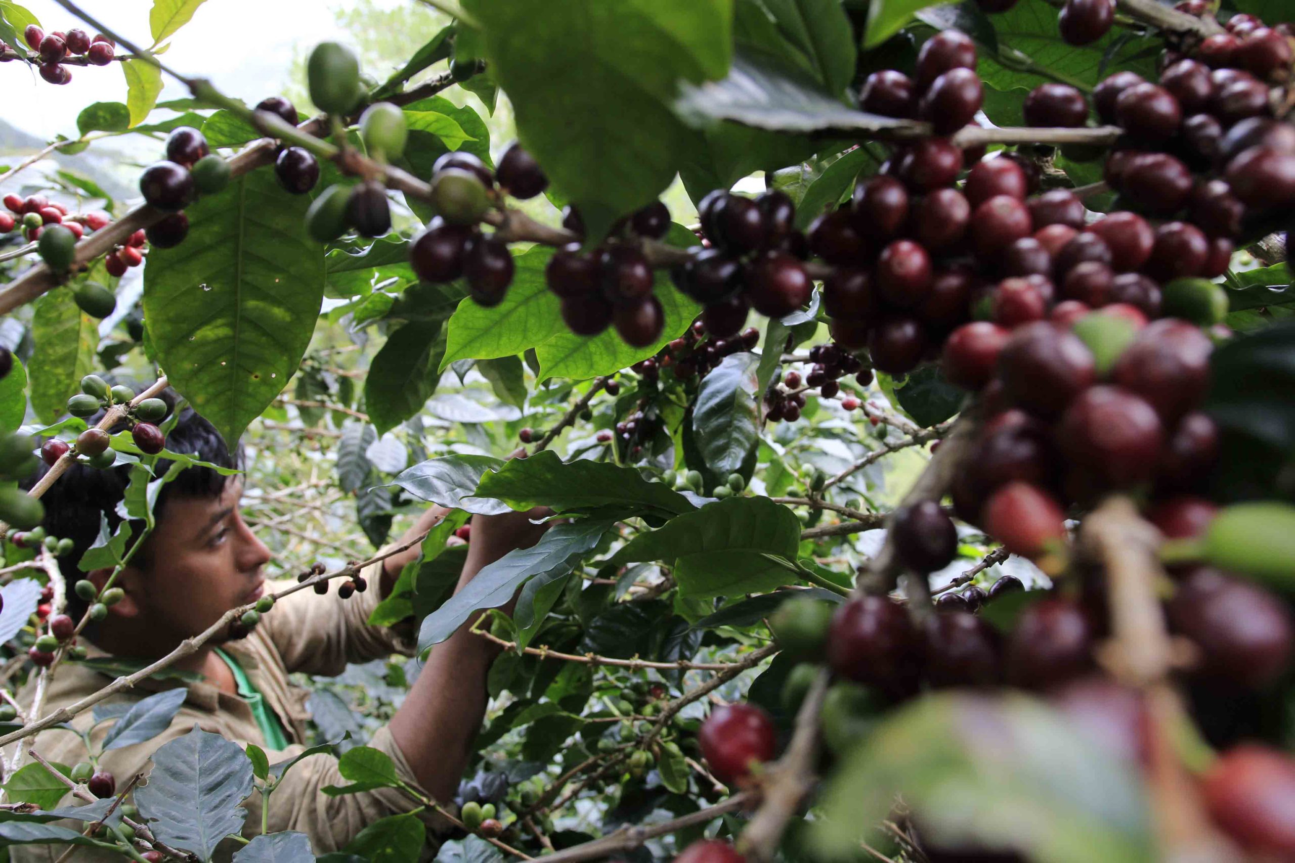 Los recolectores de café cortan la fruta que está bien madura, esta práctica permite obtener un producto de mejor calidad. Foto CC/Amílcar Izaguirre