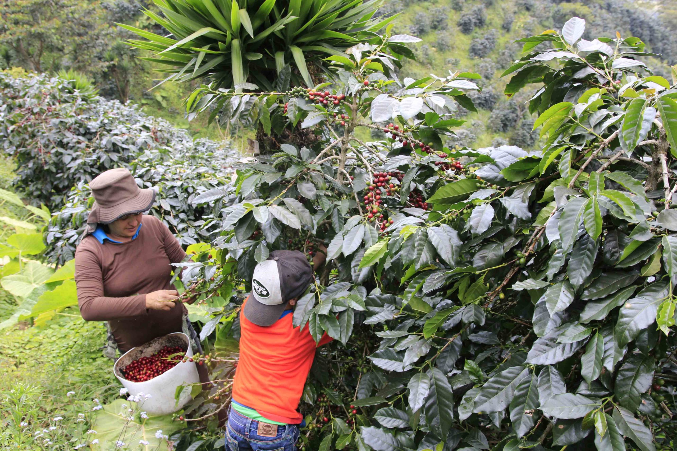 Después de la escuela, este niño ayuda a su madre a cortar café en la Finca Miramar en la Aldea El Gallito Merendón, San Pedro Sula, Cortés. Foto CC/Amílcar Izaguirre