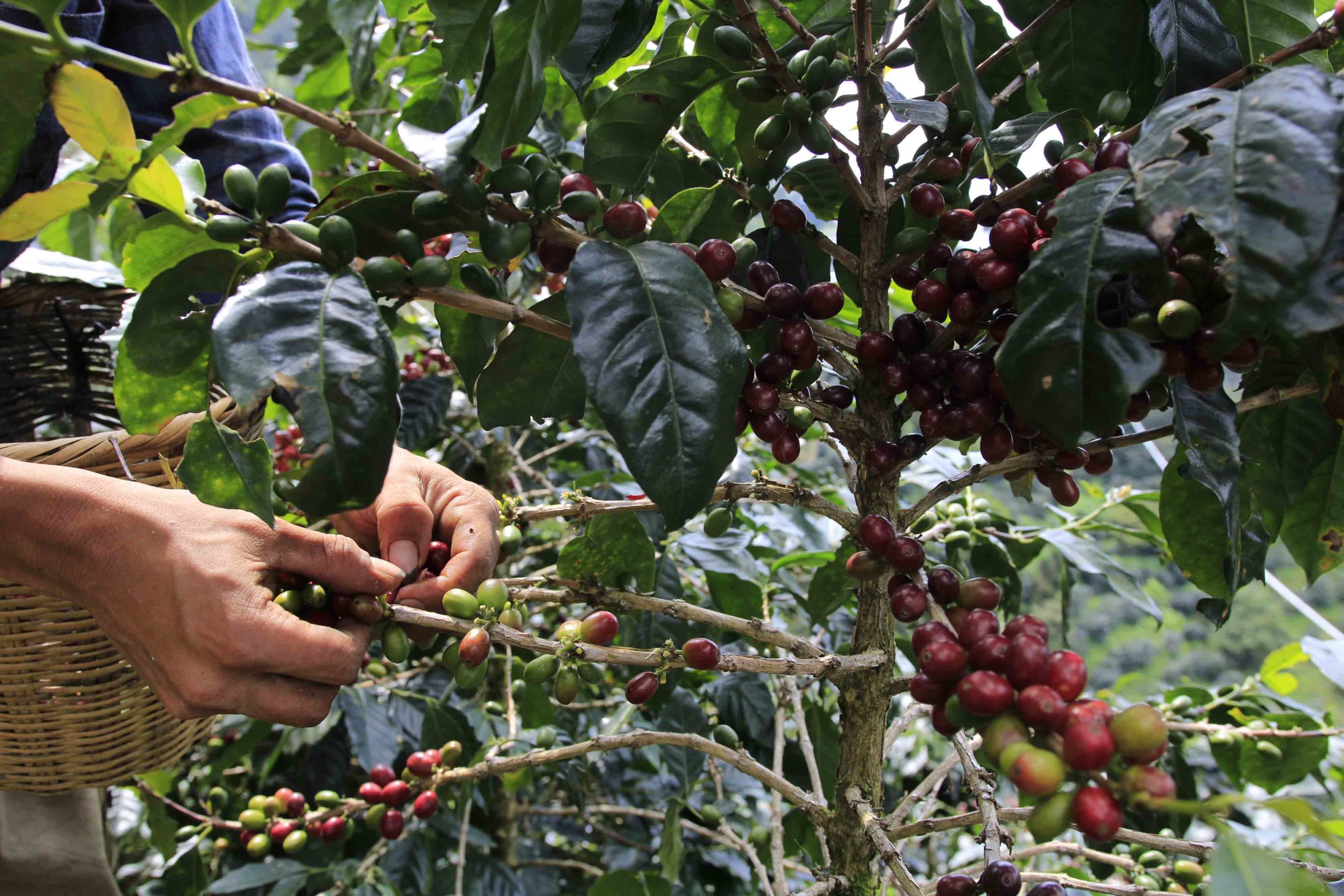 Para prolongar la vida y mejores cosechas de una planta de café, los productores recomiendan a los recolectores cortar grano a grano sin que la planta pierda sus hojas. Foto CC/Amílcar Izaguirre