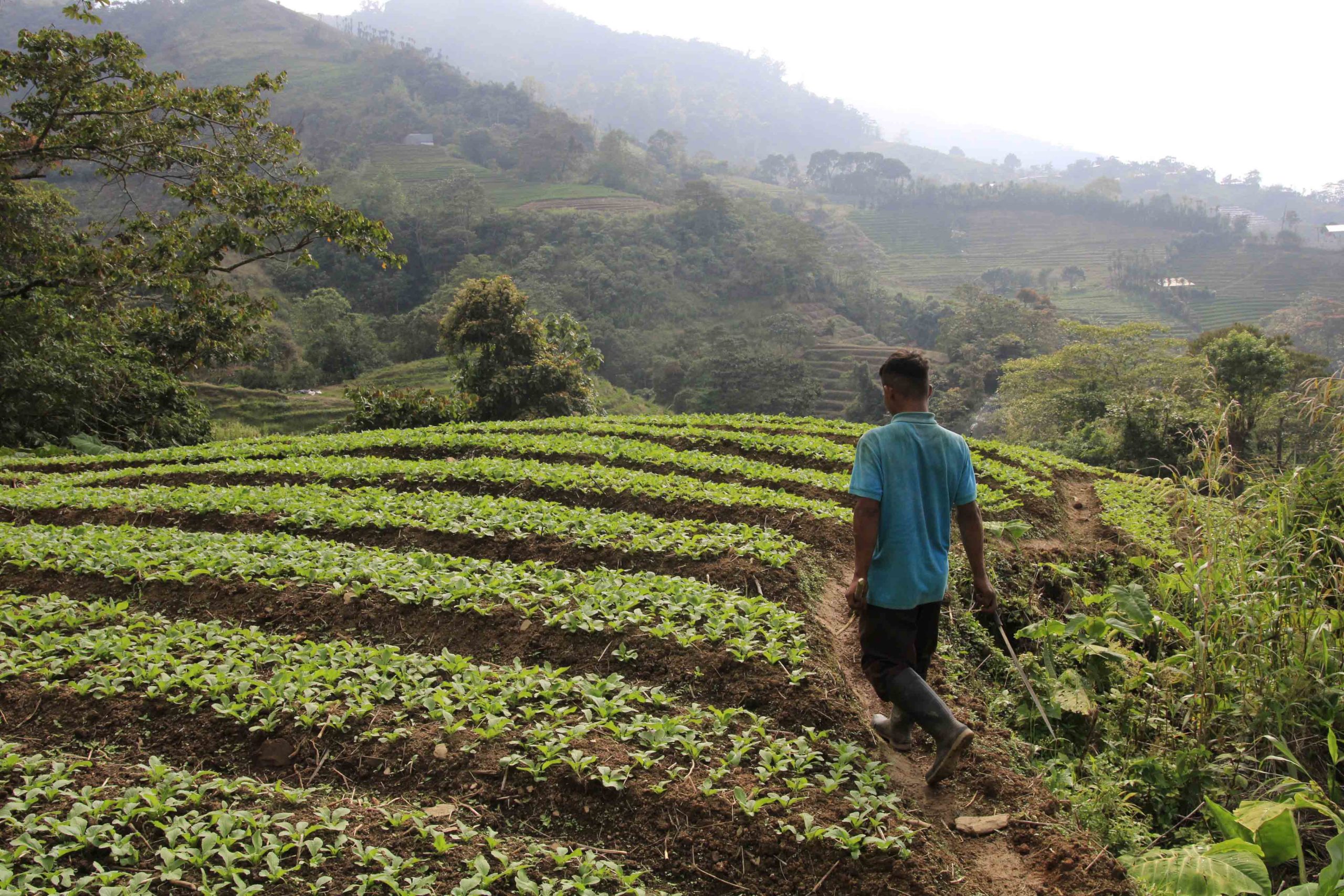 La cosecha de hortalizas es otra de las actividades fuertes en la zona de El Merendón, aunque a diferencia de la producción de café, las hortalizas se producen en menos tiempo y se siembra a campo abierto Foto CC/Amílcar Izaguirre