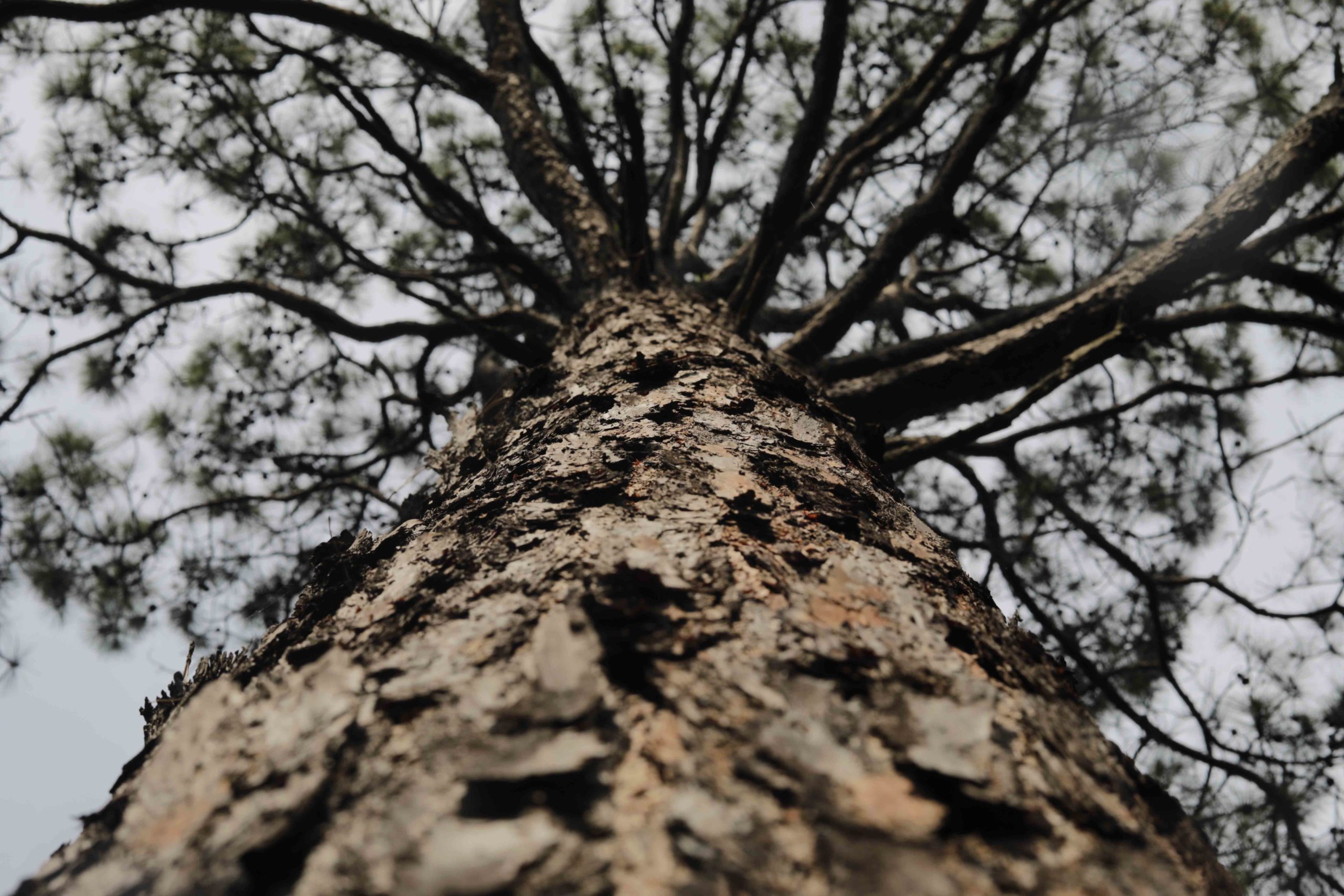 Corteza de un árbol ubicado en un bosque de Tegucigalpa. CC/ Jorge Cabrera