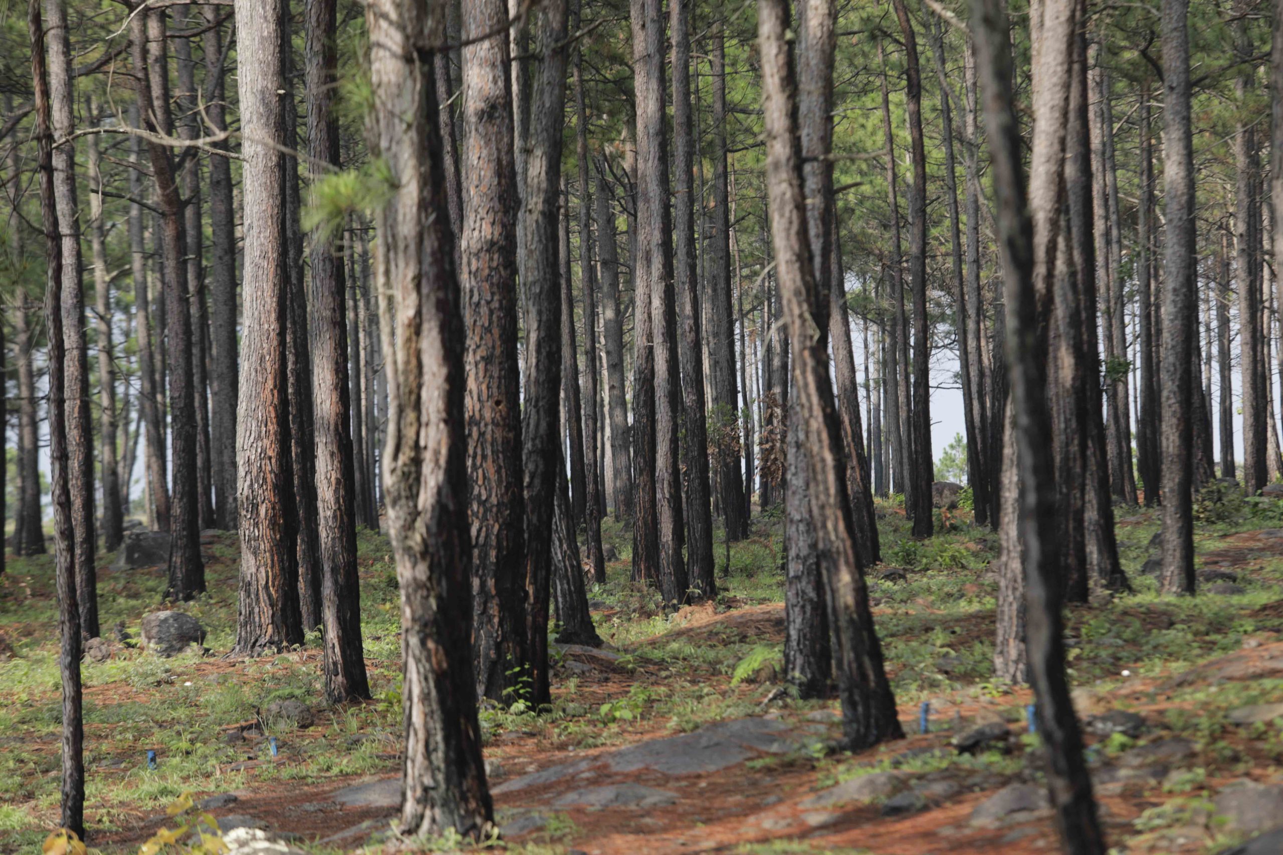 Bosque ubicado en Tegucigalpa, capital de Honduras. Foto CC/ Jorge Cabrera.