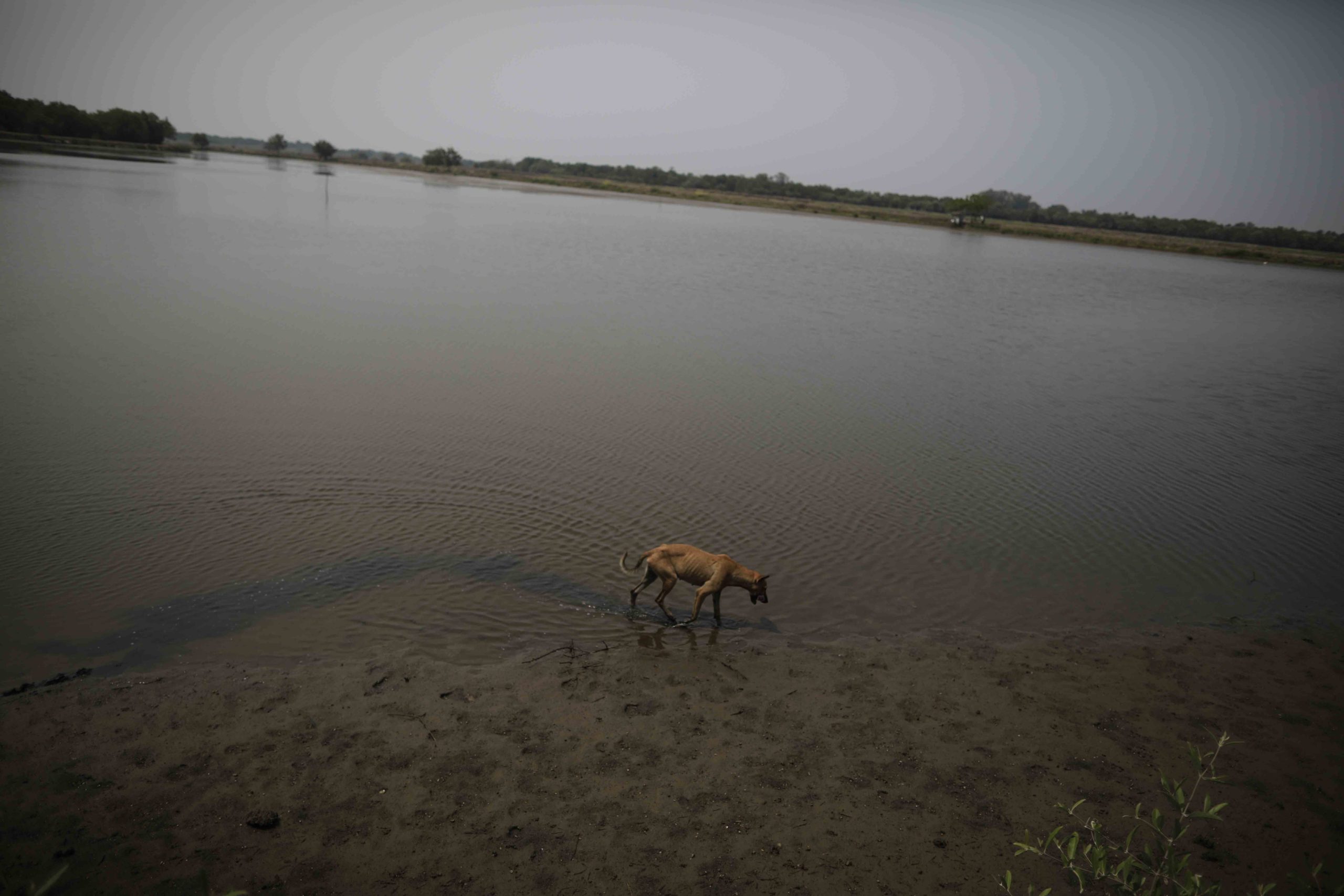 Un perro busca camarones luego de una cosecha masiva. Foto CC/Jorge Cabrera