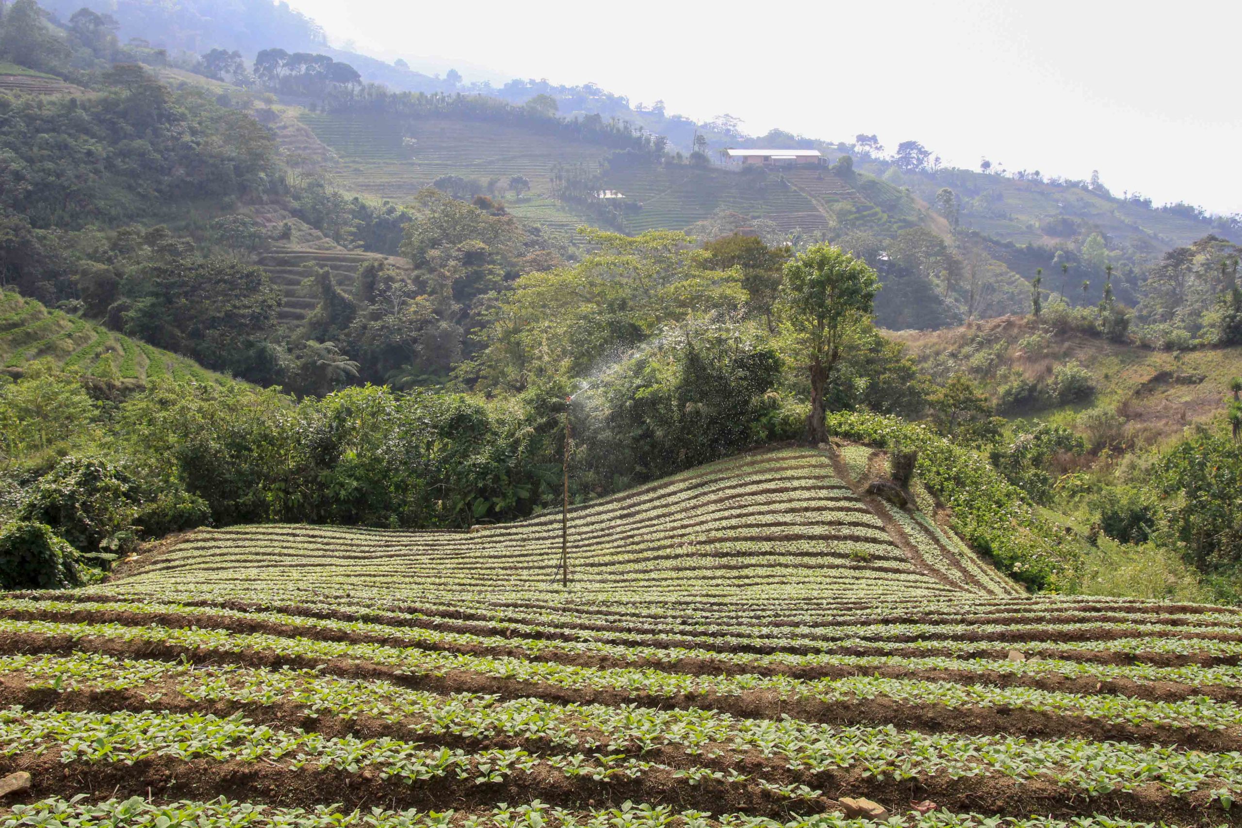Algunos productores de hortalizas de la comunidad El Gallito cuentan con terracerías, una técnica que evita la erosión y ayuda a que las plantas absorban mejor los nutrientes. CC/Amilcar Izaguírre
