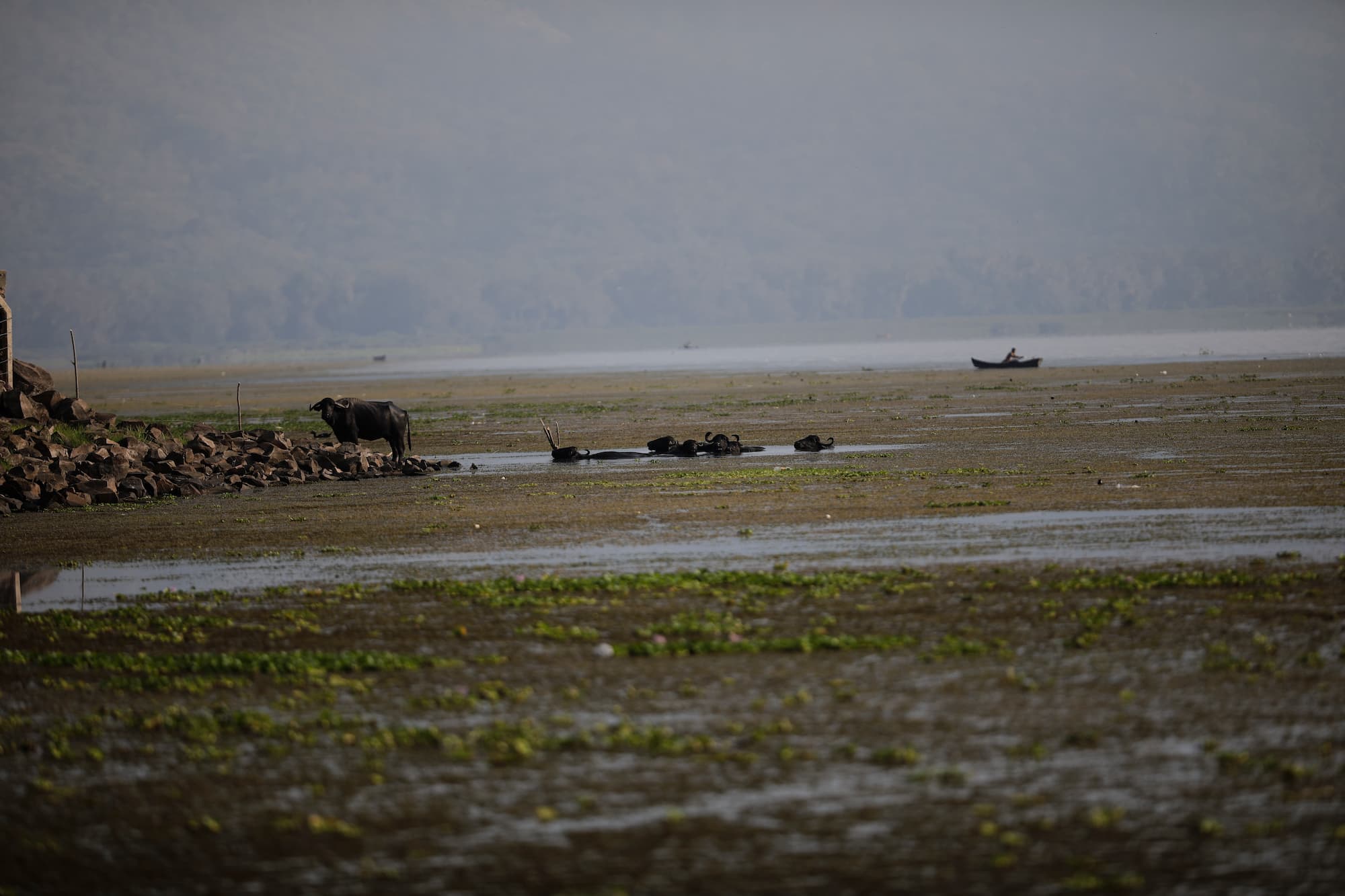 El ganado en el lago de Yojoa aprovecha el crecimiento excesivo de las algas y se alimentan de ellas. Foto CC/Jorge Cabrera.