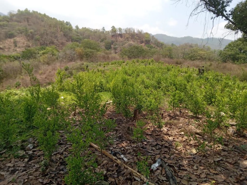 En Jaleaca de Catalán, estado de Guerrero, las autoridades mexicanas decomisan cuatro hectáreas de coca en abril de 2023.  Secretaría de la Defensa Nacional (SEDENA)