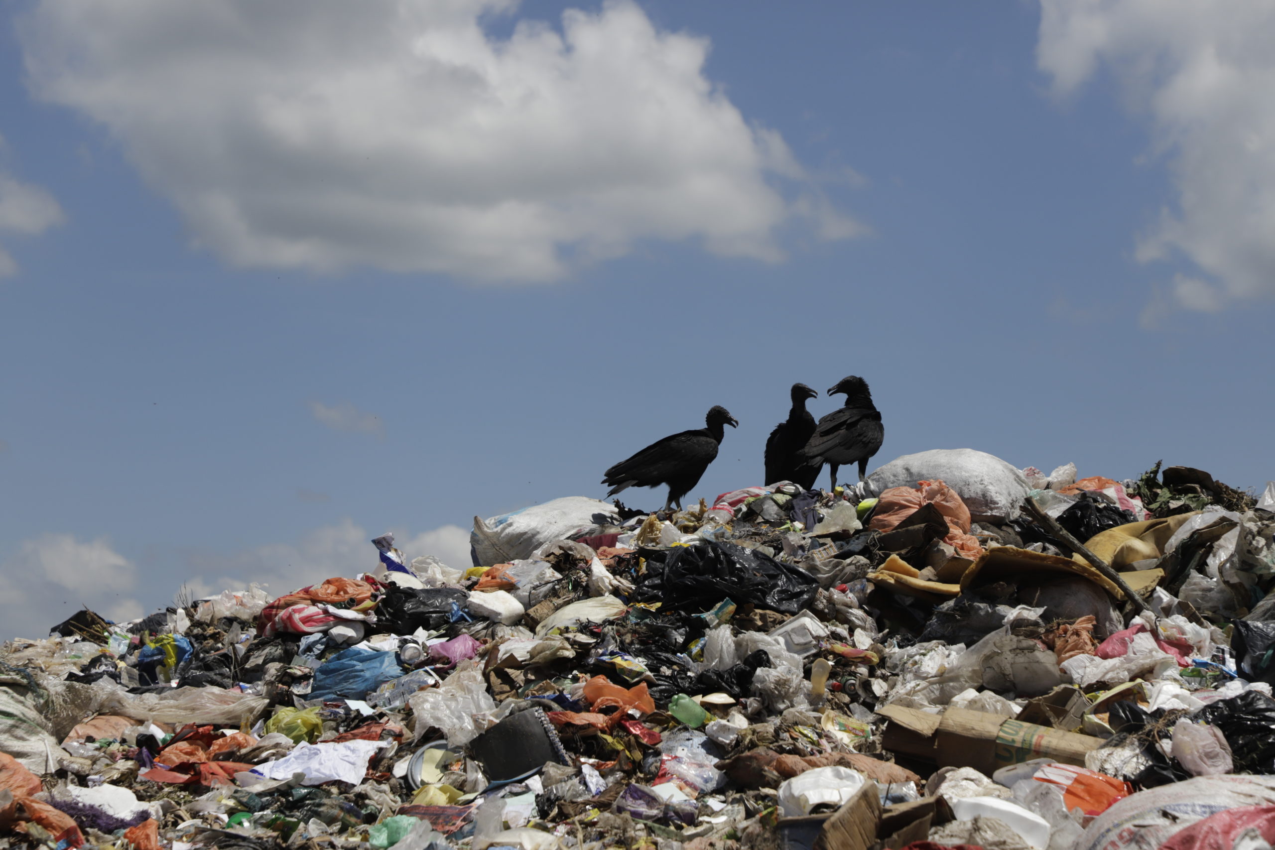 En el botadero de basura de Villanueva Cortés, las aves de rapiña  buscan algún animal muerto para alimentarse, sin asustarse por la presencia de los pepenadores, con los que a diario comparten el espacio. Foto CCc/Amílcar Izaguirre