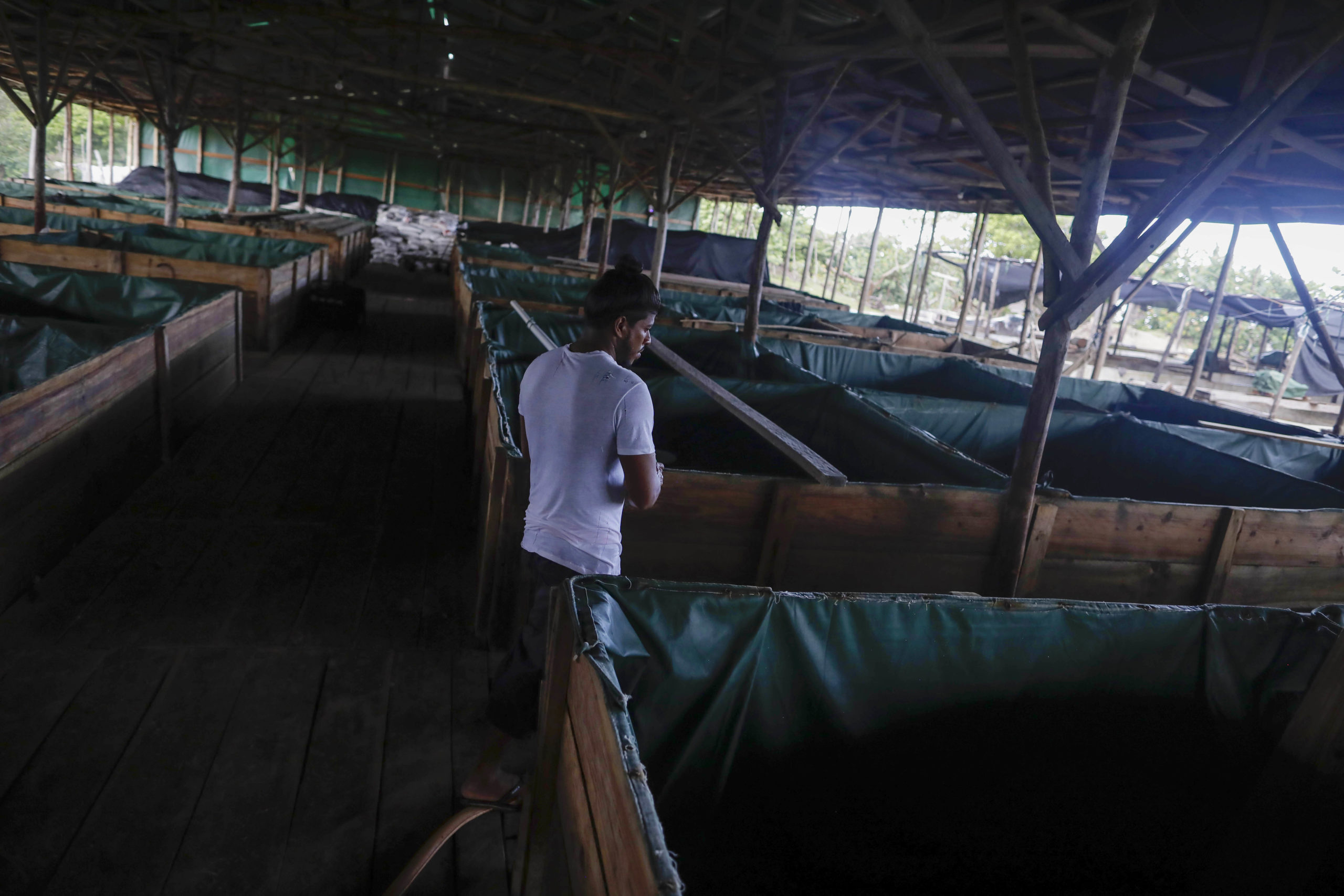 Las instalaciones de la empresa Payaku se observan vacías de despiñadores por la falta de medusa. Foto CC/Jorge Cabrera
