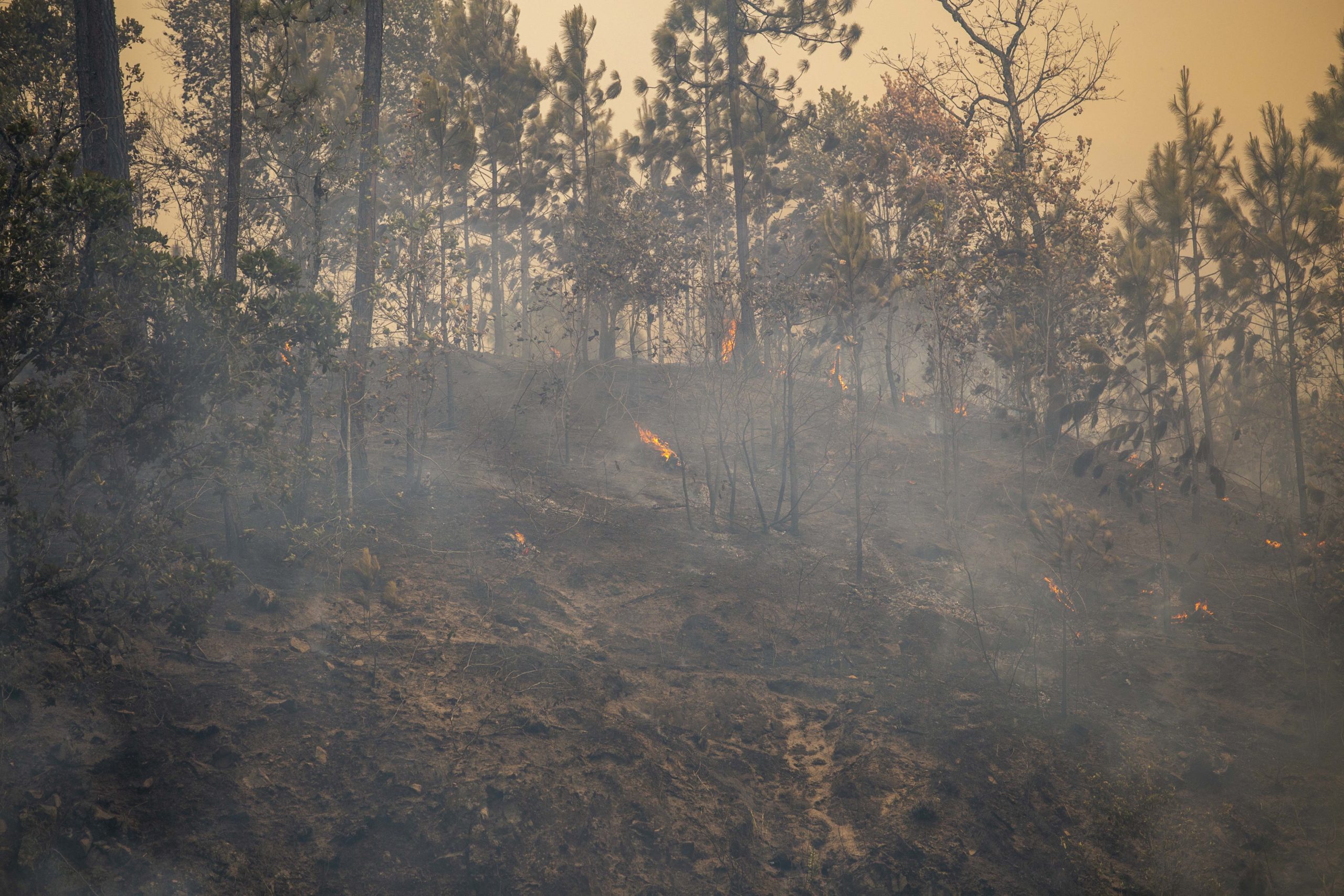 De acuerdo a datos del ICF, anualmente se pierden entre 50,000 y 65,000 hectáreas de bosque por incendios forestales y tala ilegal. Distrito Central, marzo 2024. Foto CC/Fernando Destephen.