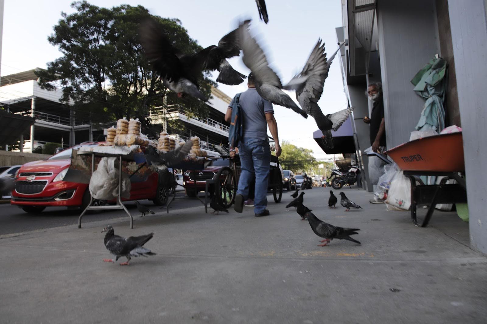 Un transeúnte camina por la acera del banco Promérica de la tercera avenida de San Pedro Sula, mientras un ciudadano da de comer a las palomas. El paso de los peatones en algunas partes se interrumpe debido a que algunos vendedores colocan los productos en estos espacios. San Pedro Sula, febrero de 2024. Foto CC/Amílcar Izaguirre.