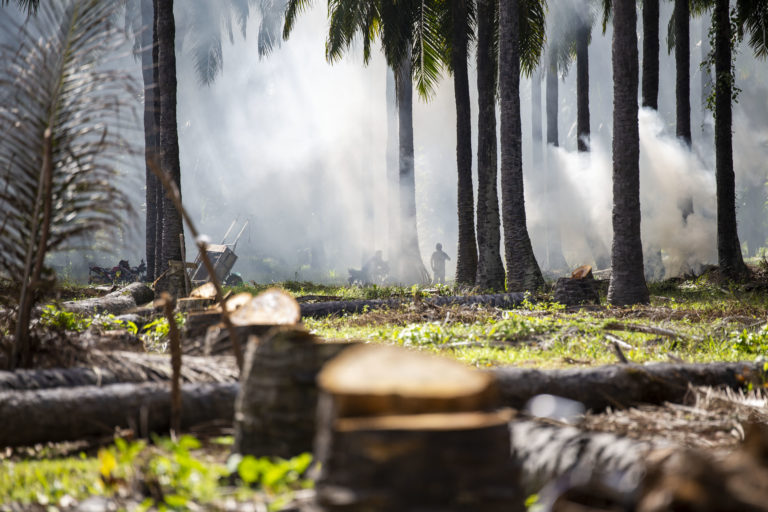 Momento en que una familia quema restos de palma africana en el terreno asignado en la recuperación de tierra Barauda. Nueva Armenia, Jutiapa, Atlántida. Octubre de 2024. Foto CC / Fernando Destephen.