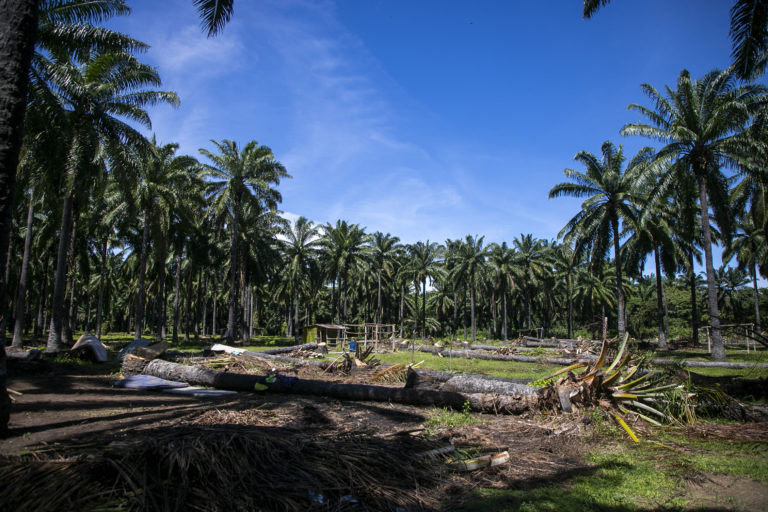 Parte de los primeros trabajos es cortar toda la palma para, simbólicamente, limpiar la tierra y sembrar cocos. Nueva Armenia, Jutiapa, Atlántida. Octubre de 2024. Foto CC / Fernando Destephen.