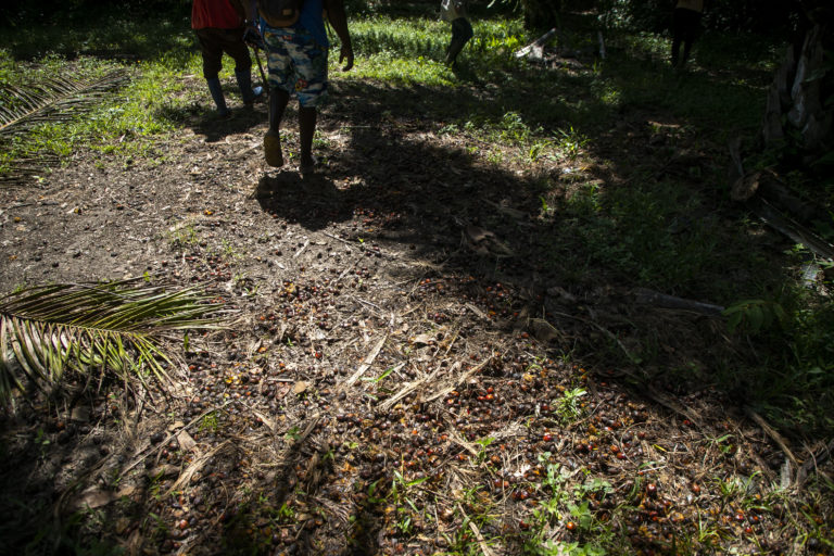 Corozo de la palma en el suelo, cerca de los límites de la tierra ancestral en recuperación, lo que confirma la invasión de tierra por parte de la empresa Palmas de Atlántida. Nueva Armenia, Jutiapa, Atlántida. Octubre de 2024. Foto CC / Fernando Destephen.