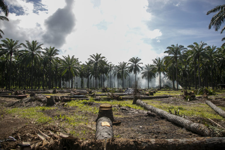 Campamento Barauda. Al fondo se realizan trabajos de limpieza de los restos de la palma que se ha ido cortando para erigir la comunidad. Nueva Armenia, Jutiapa, Atlántida. Octubre de 2024. Foto CC / Fernando Destephen.