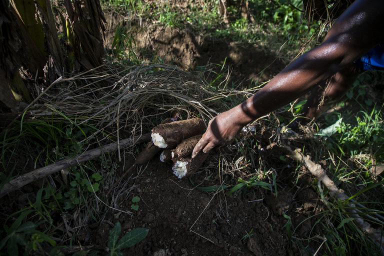 Yuca cultivada en la recuperación de tierra «El Cayo», muy cerca del campamento Barauda. Nueva Armenia, Jutiapa, Atlántida. Octubre de 2024. Foto CC / Fernando Destephen.