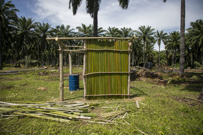 Ejemplo del uso de la rama de una palma africana limpia para improvisar una pared en una choza. Nueva Armenia, Jutiapa, Atlántida. Octubre de 2024. Foto CC / Fernando Destephen.