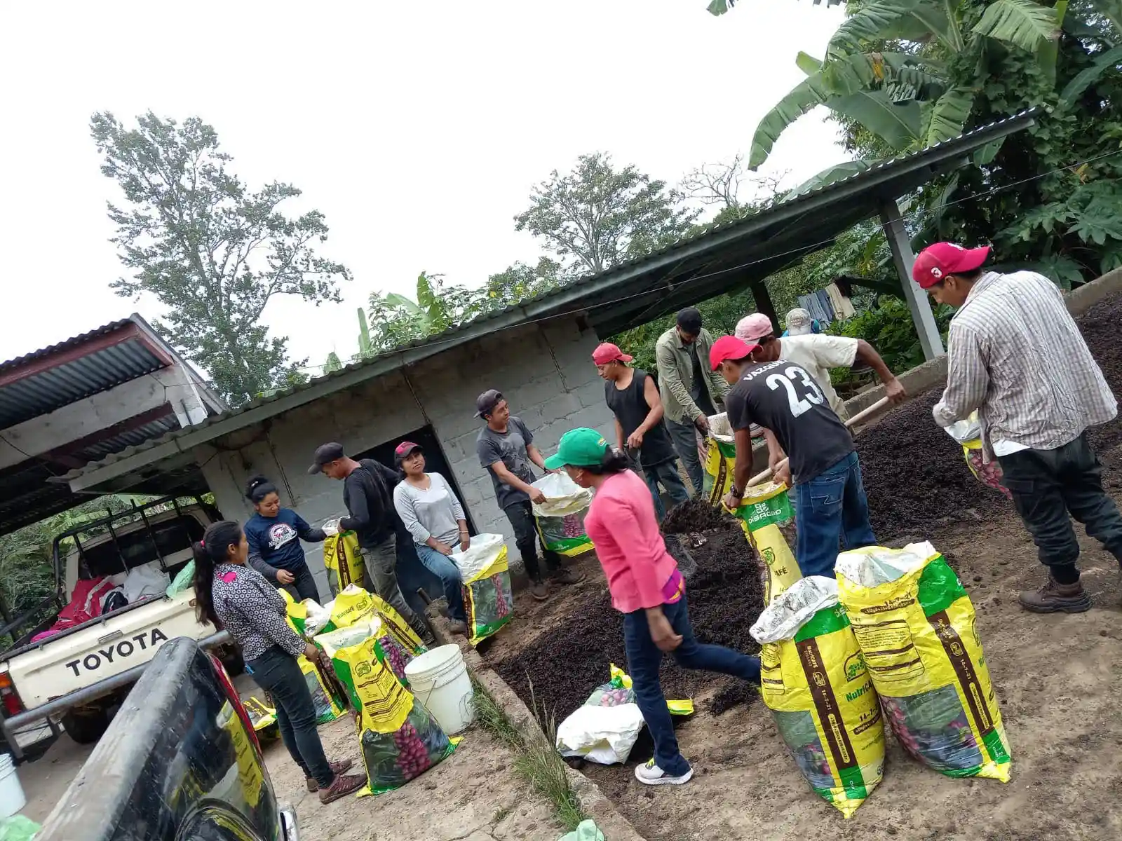 Labores que se realizan en las fincas de café - Contra Corriente