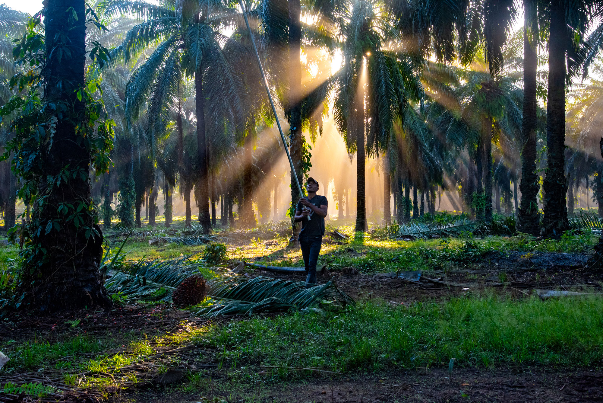 Un campesino cosecha el fruto de una palma africana en los terrenos de la cooperativa La Chile, una tierra en disputa y ubicada cerca de una planta procesadora de Corporación Dinant. Foto de Seth Berry