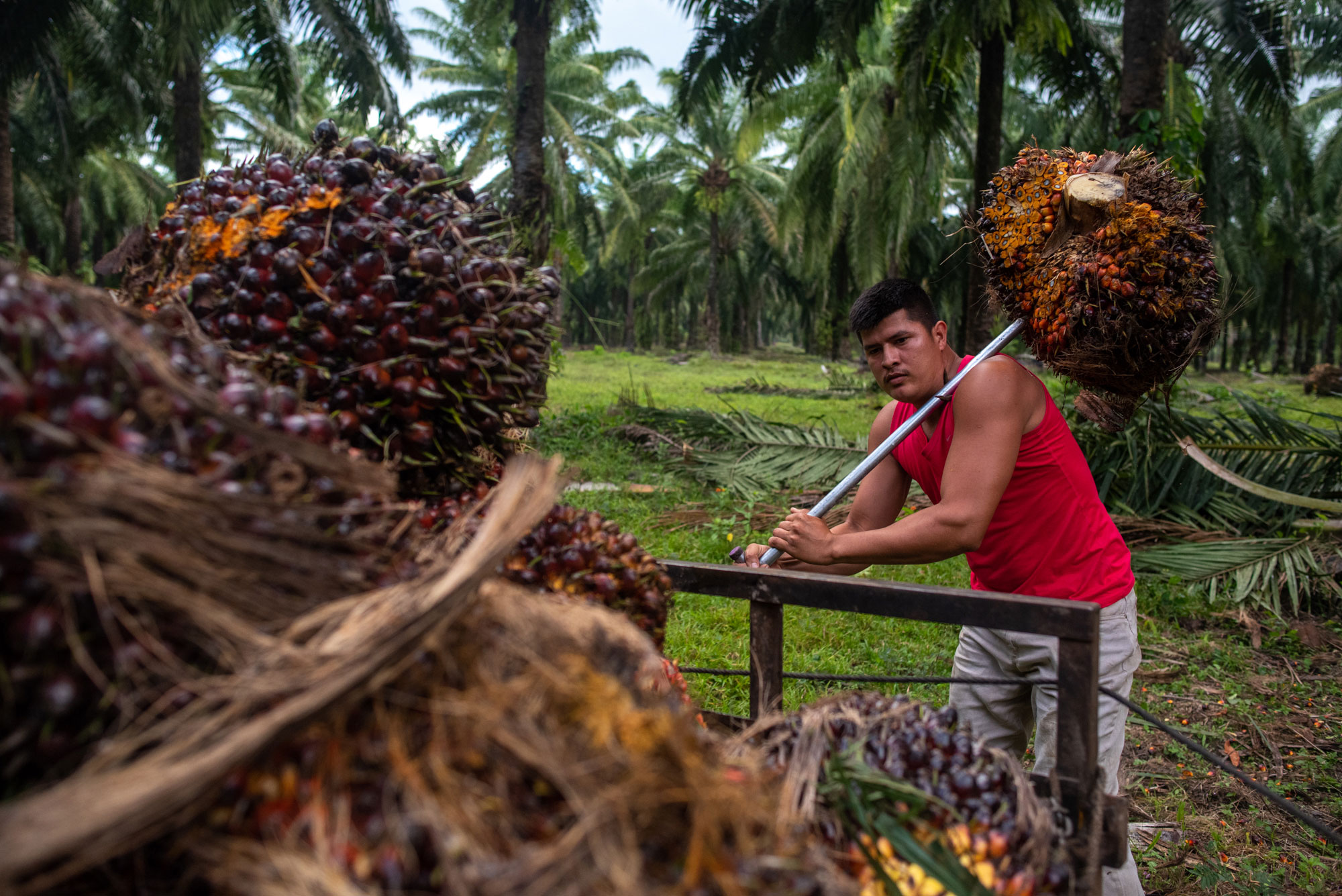 El fruto de la palma africana es clave en la industria mundial de aceites. A la fecha, el aceite de palma africana es uno de los principales productos de exportación de Honduras. Fotos de Seth Berry.