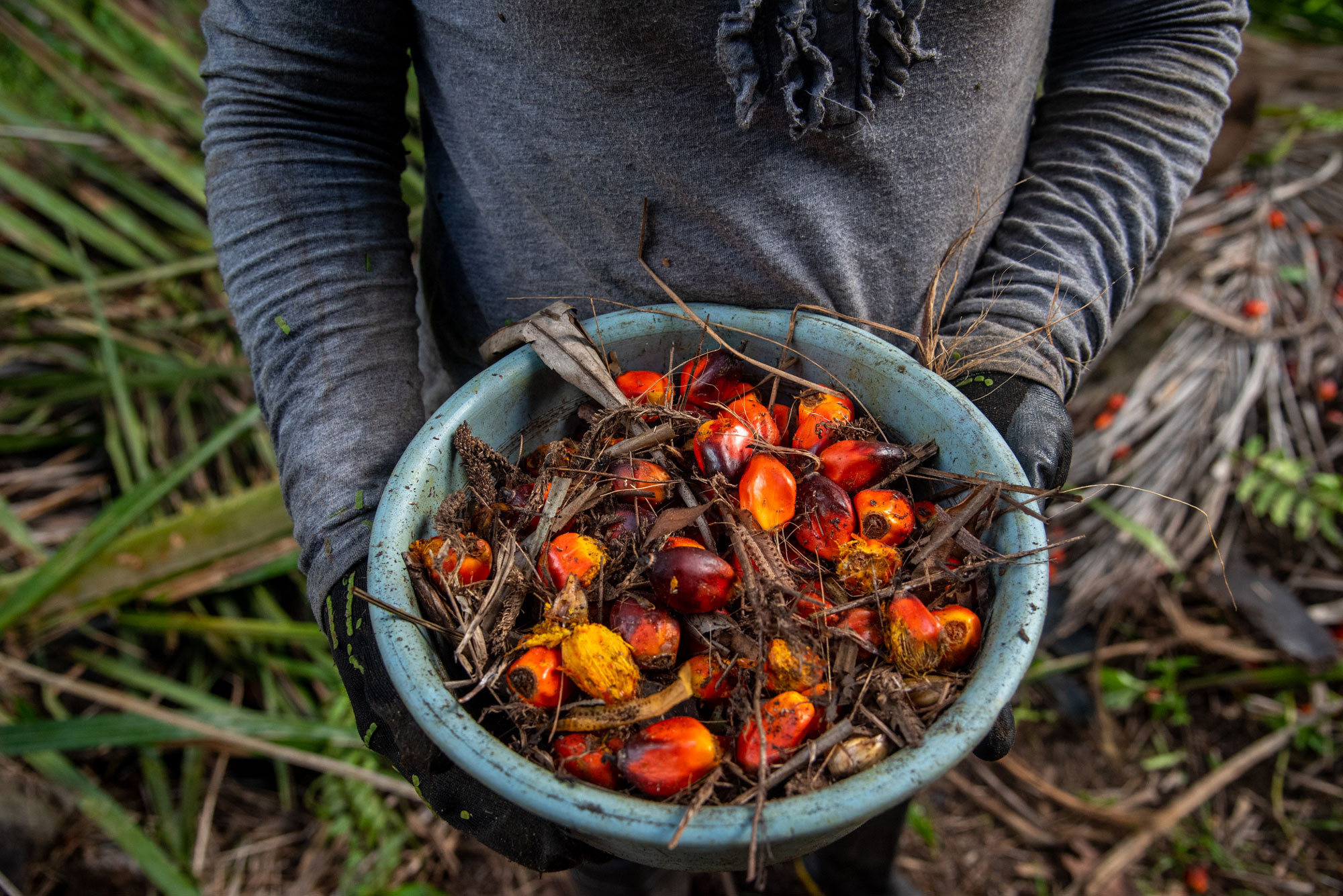 El fruto de la palma africana es clave en la industria mundial de aceites. A la fecha, el aceite de palma africana es uno de los principales productos de exportación de Honduras. Fotos de Seth Berry.