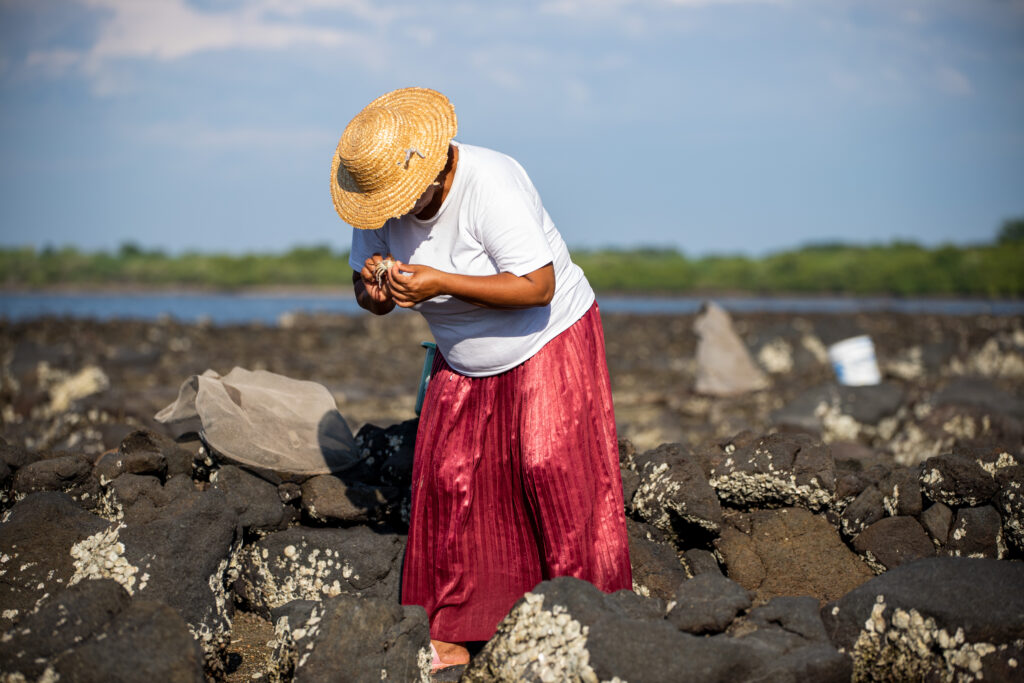 La marisquera Liliana García camina entre las piedras llenas de conchas, buscando almejas o churrias que luego vende en el mercado local. Foto CC / Fernando Destephen