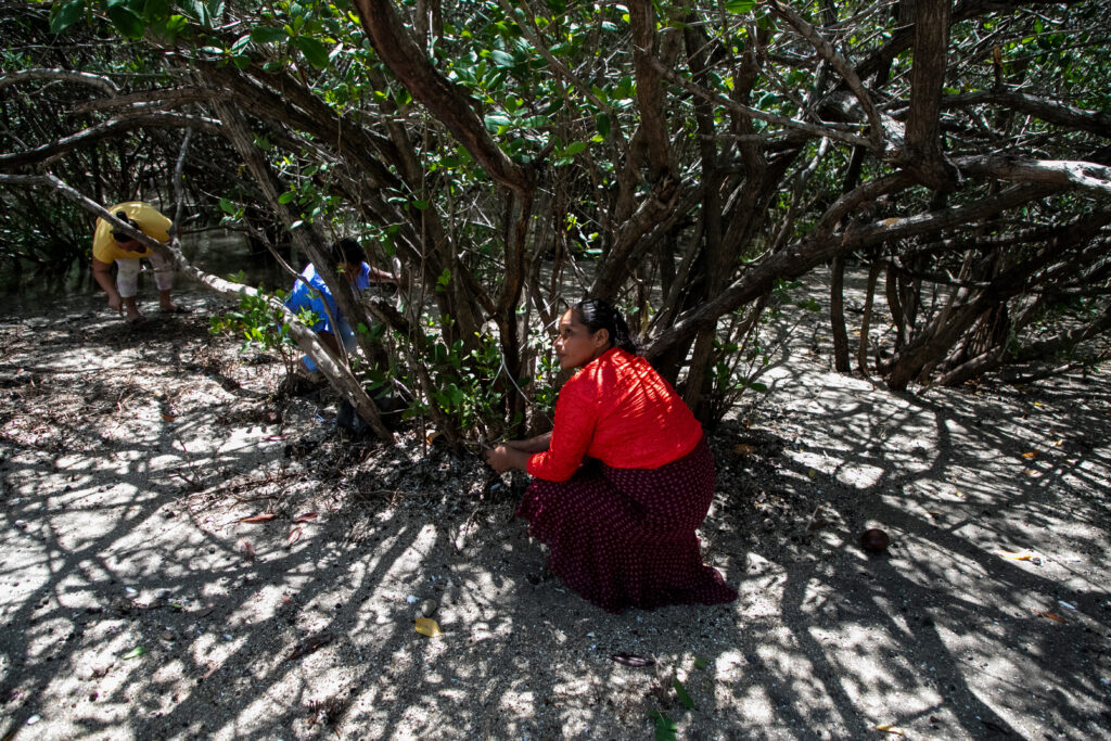 Claudia Rivera y el grupo de mujeres de Bellas Mar buscando almejas en un manglar de Playa Bonita, Amapala. Foto CC/ Fernando Destephen
